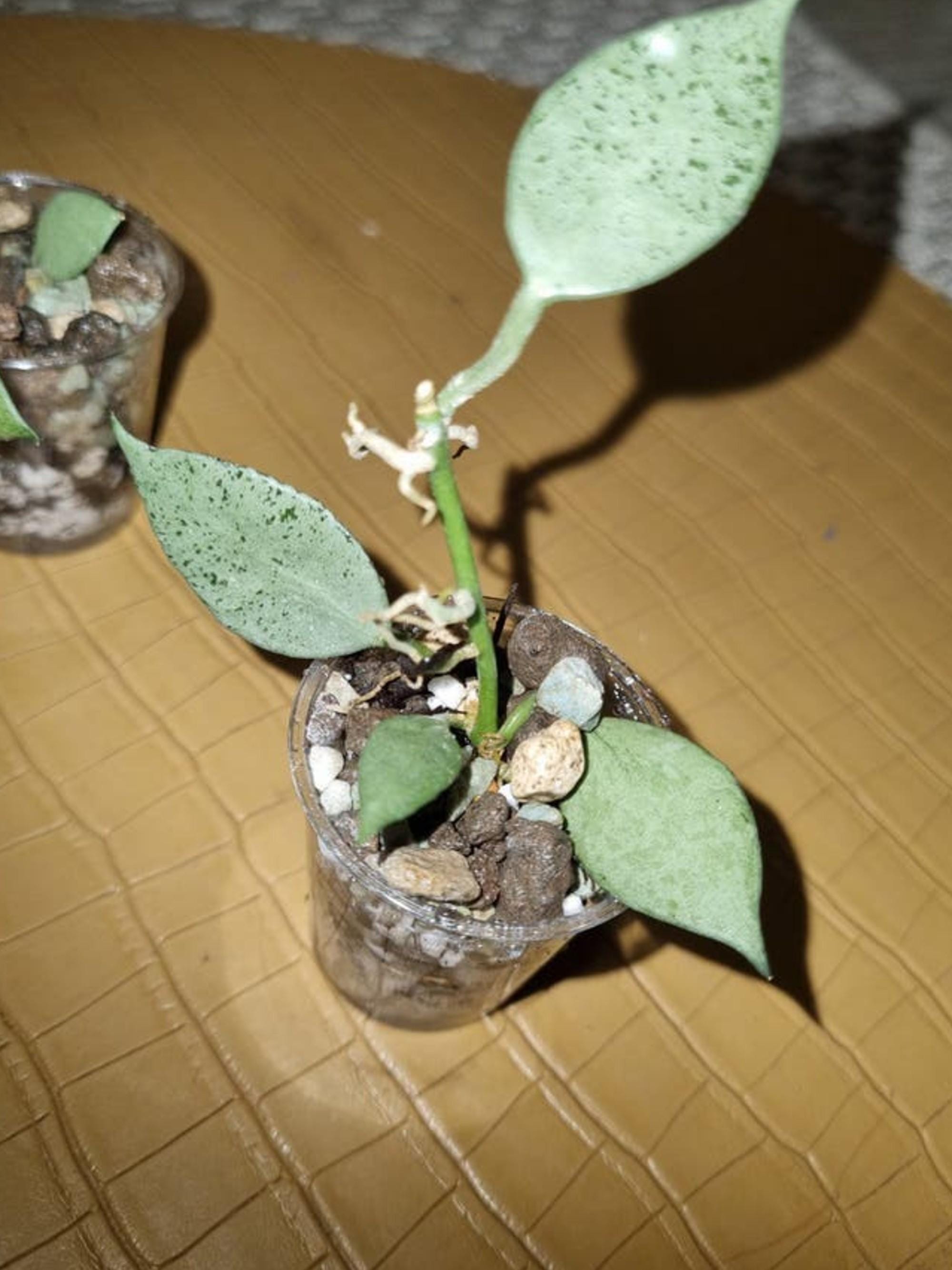 Hoya Lacunosa Louisa's Silver Cutting – photo 2
