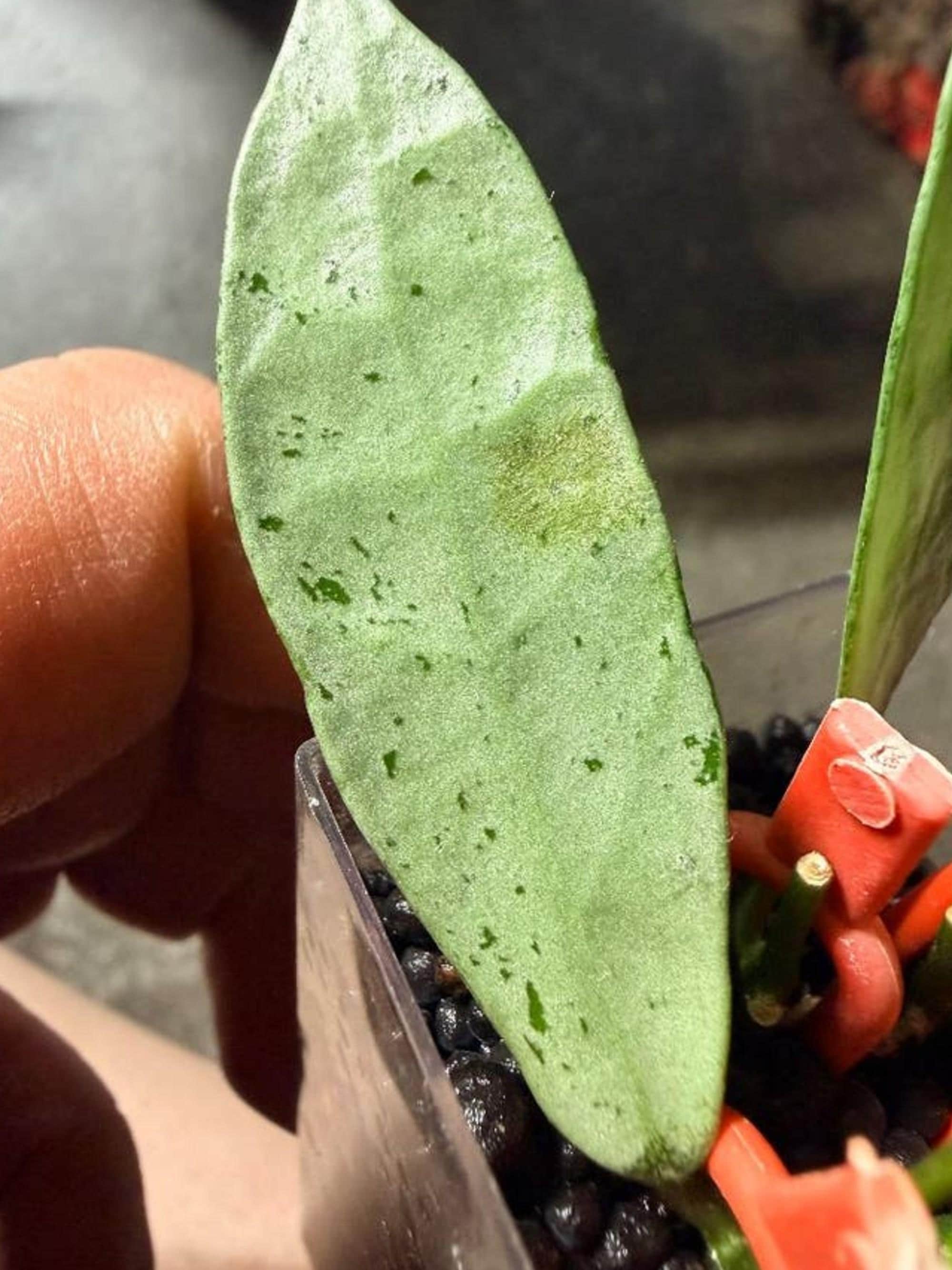 Hoya Lacunosa Winter Pandora cutting