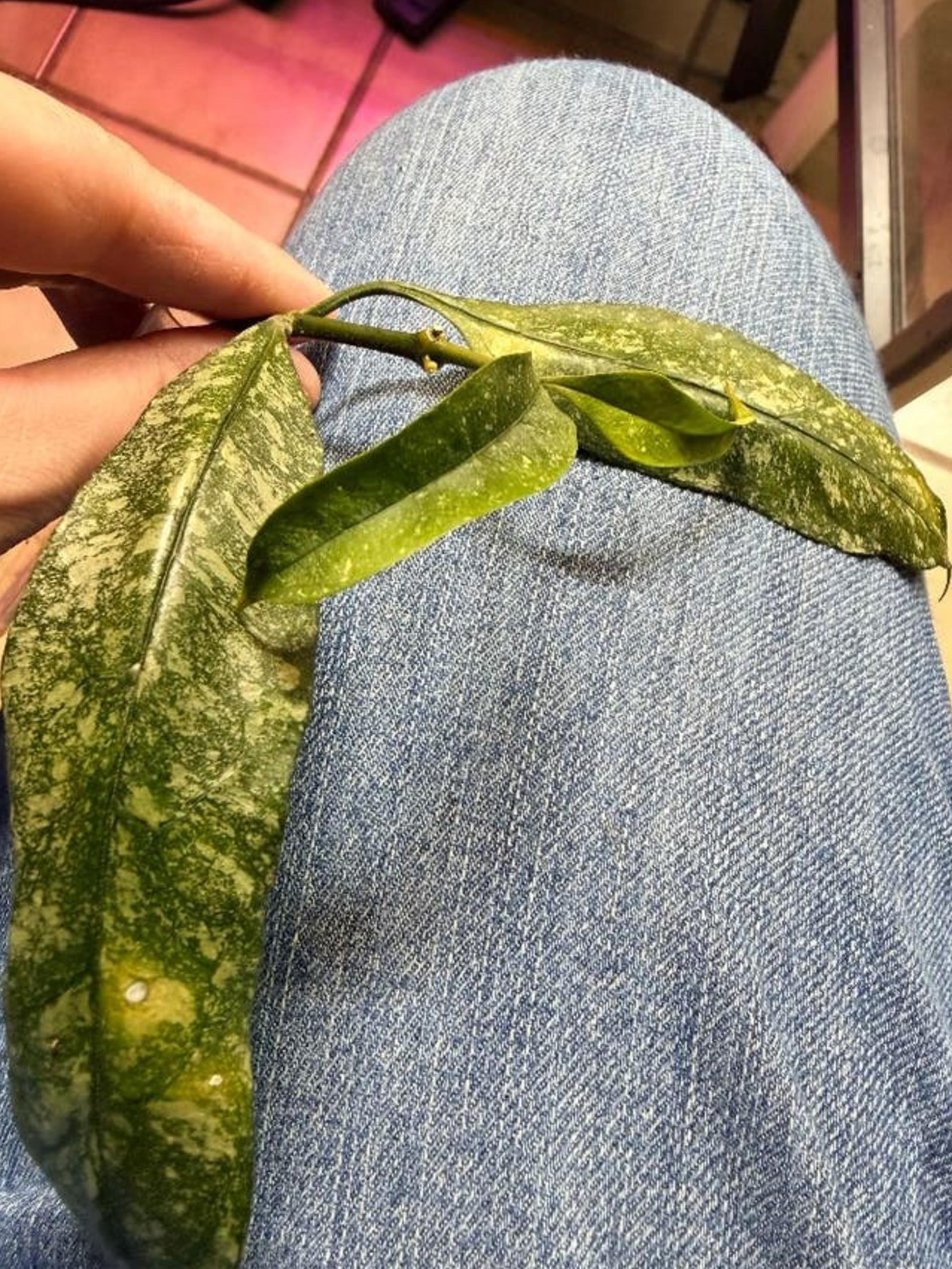Hoya Multiflora Splash cutting