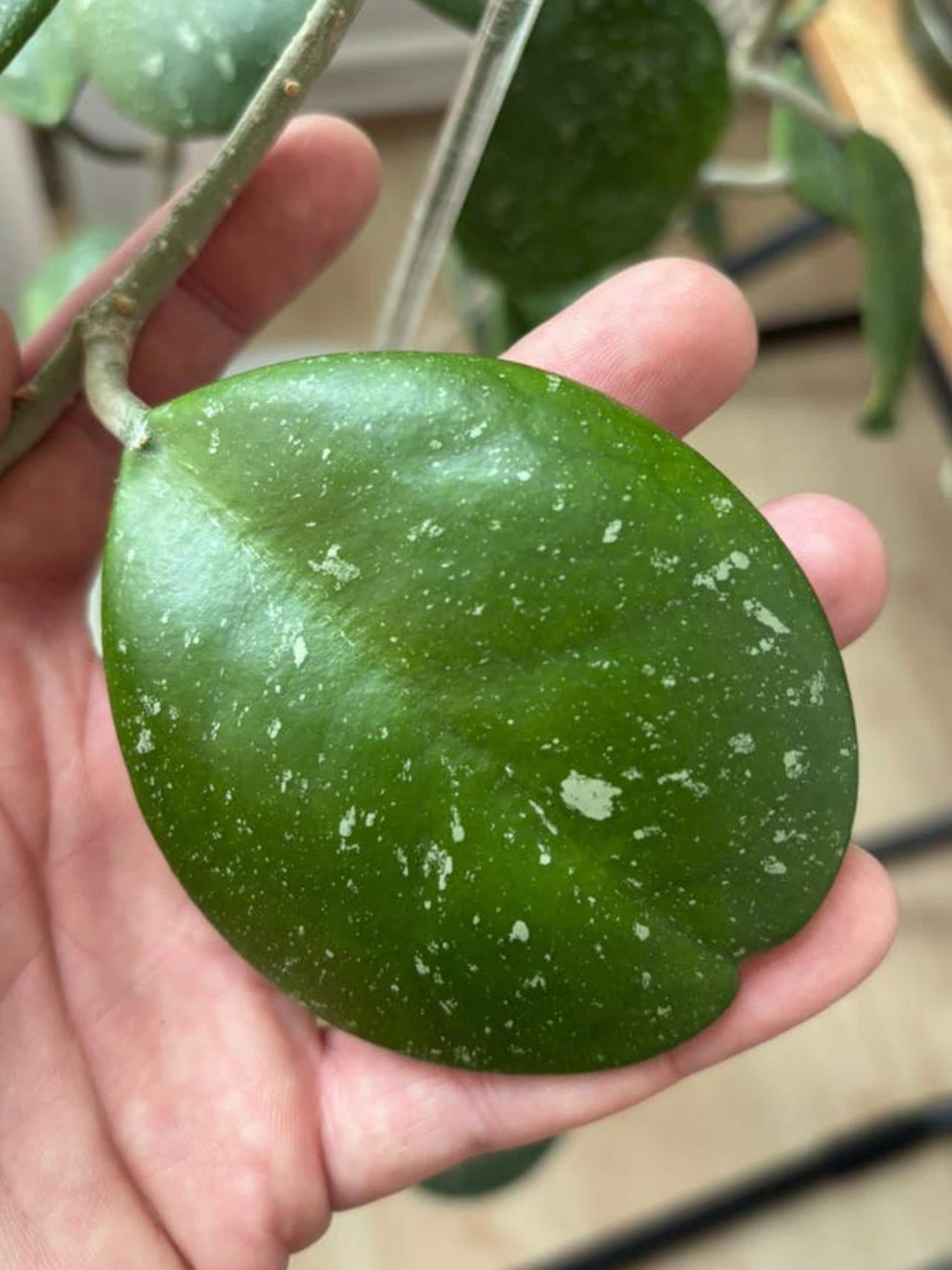 Hoya Obovata Splash cutting