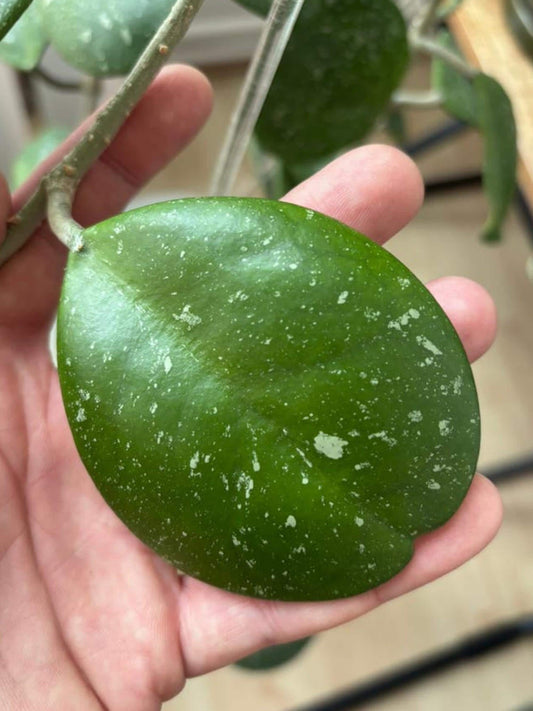 Hoya Obovata Splash cutting
