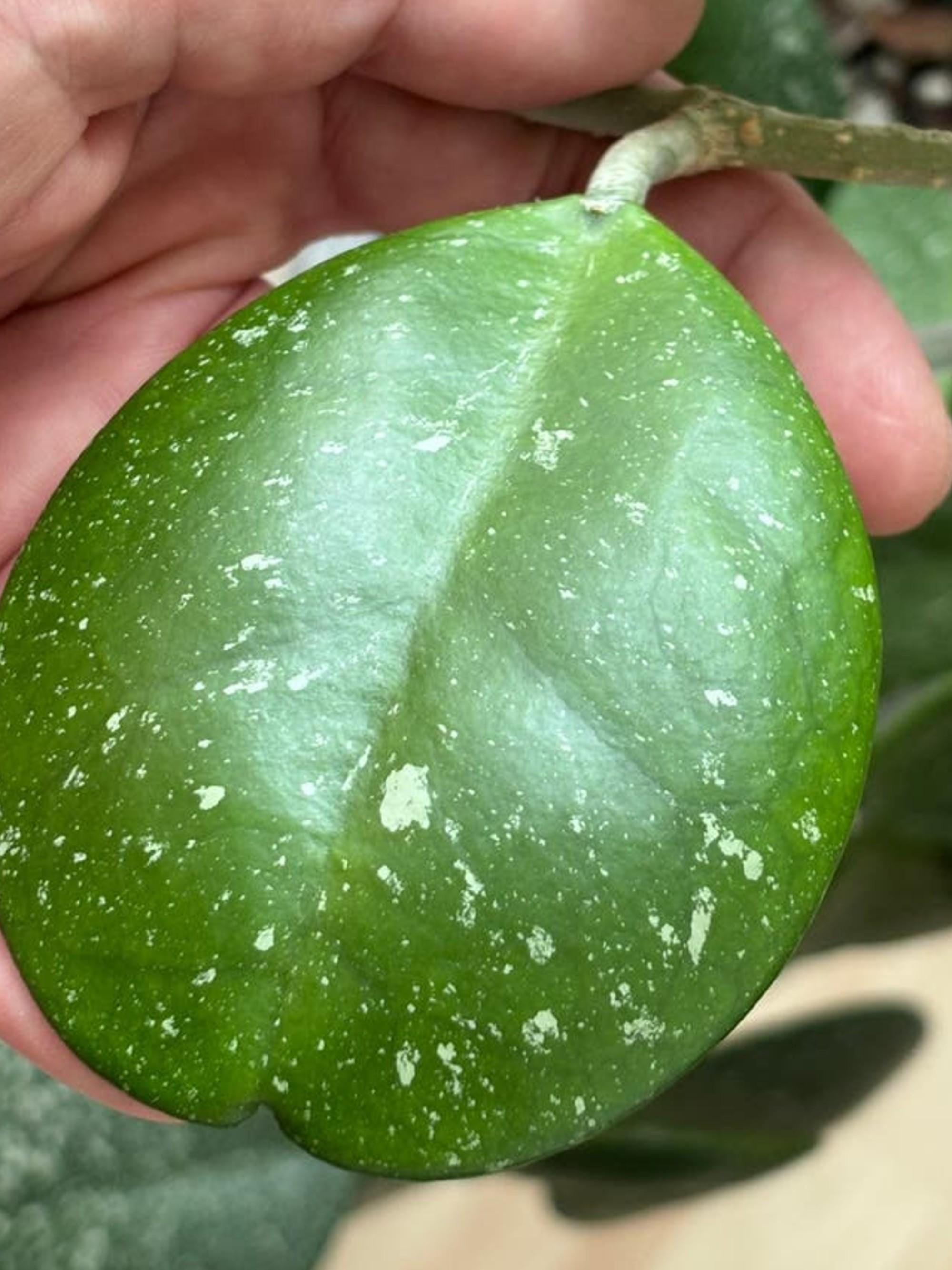 Hoya Obovata Splash cutting