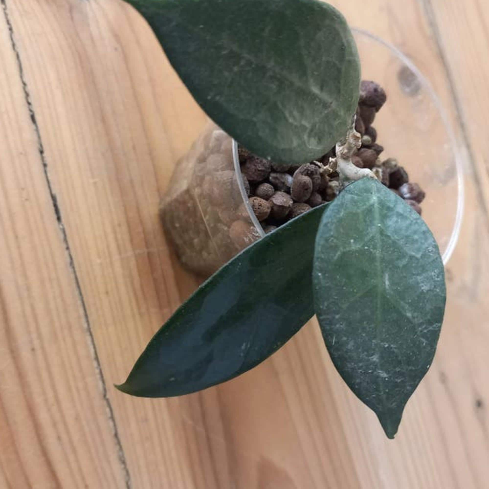 Hoya sp. Pati cutting