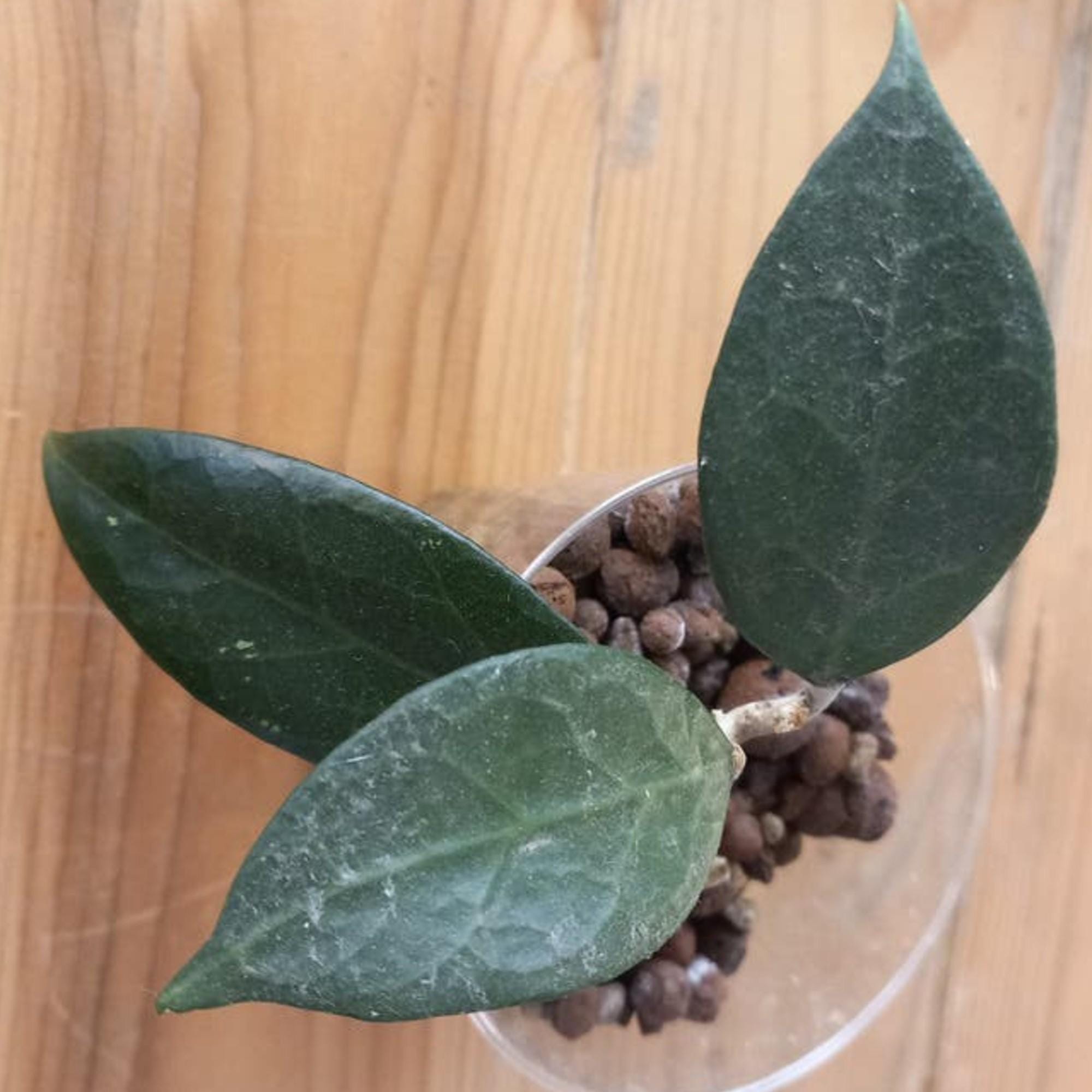 Hoya sp. Pati cutting