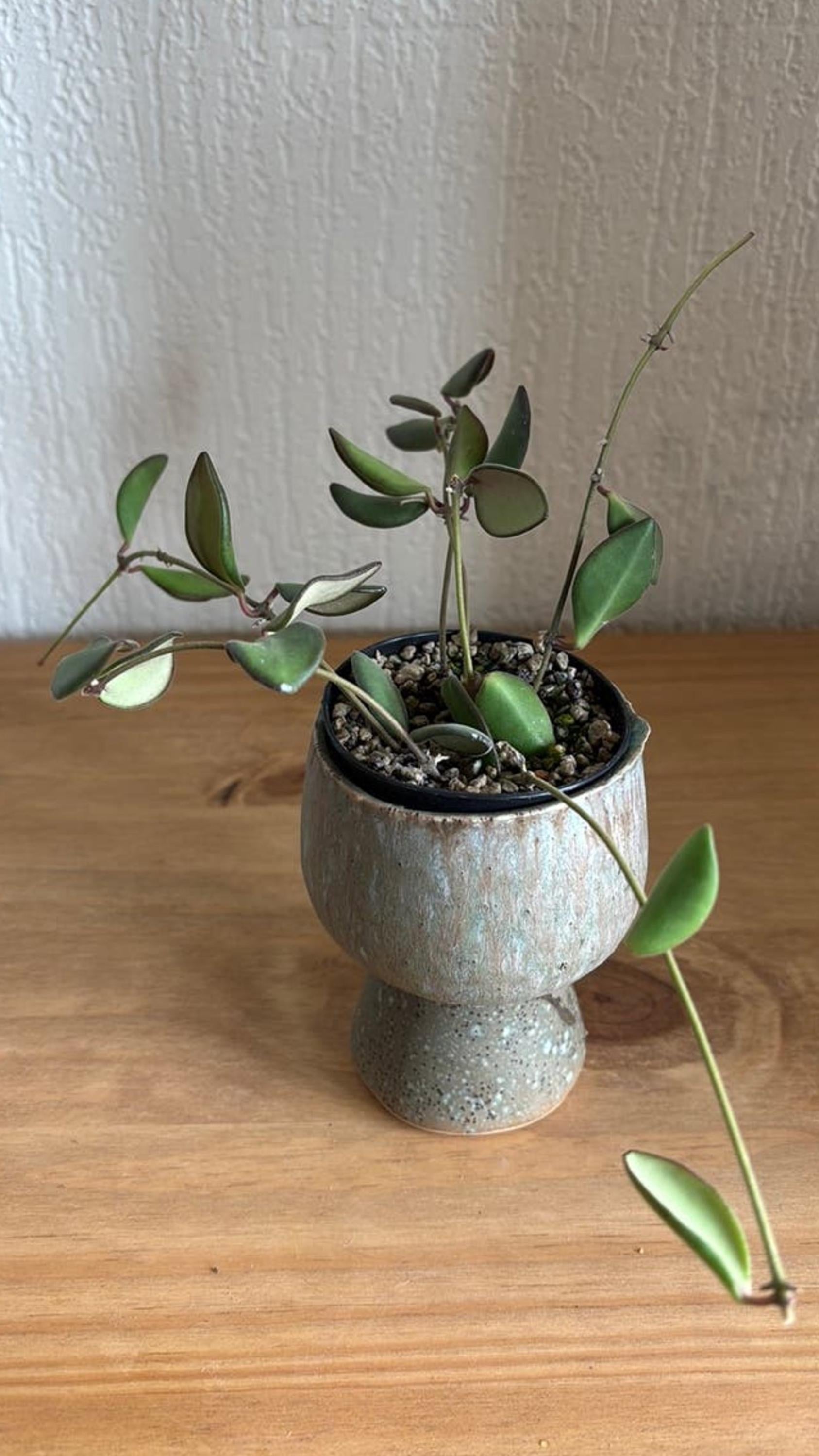 Hoya sp. aff. Burtoniae cutting