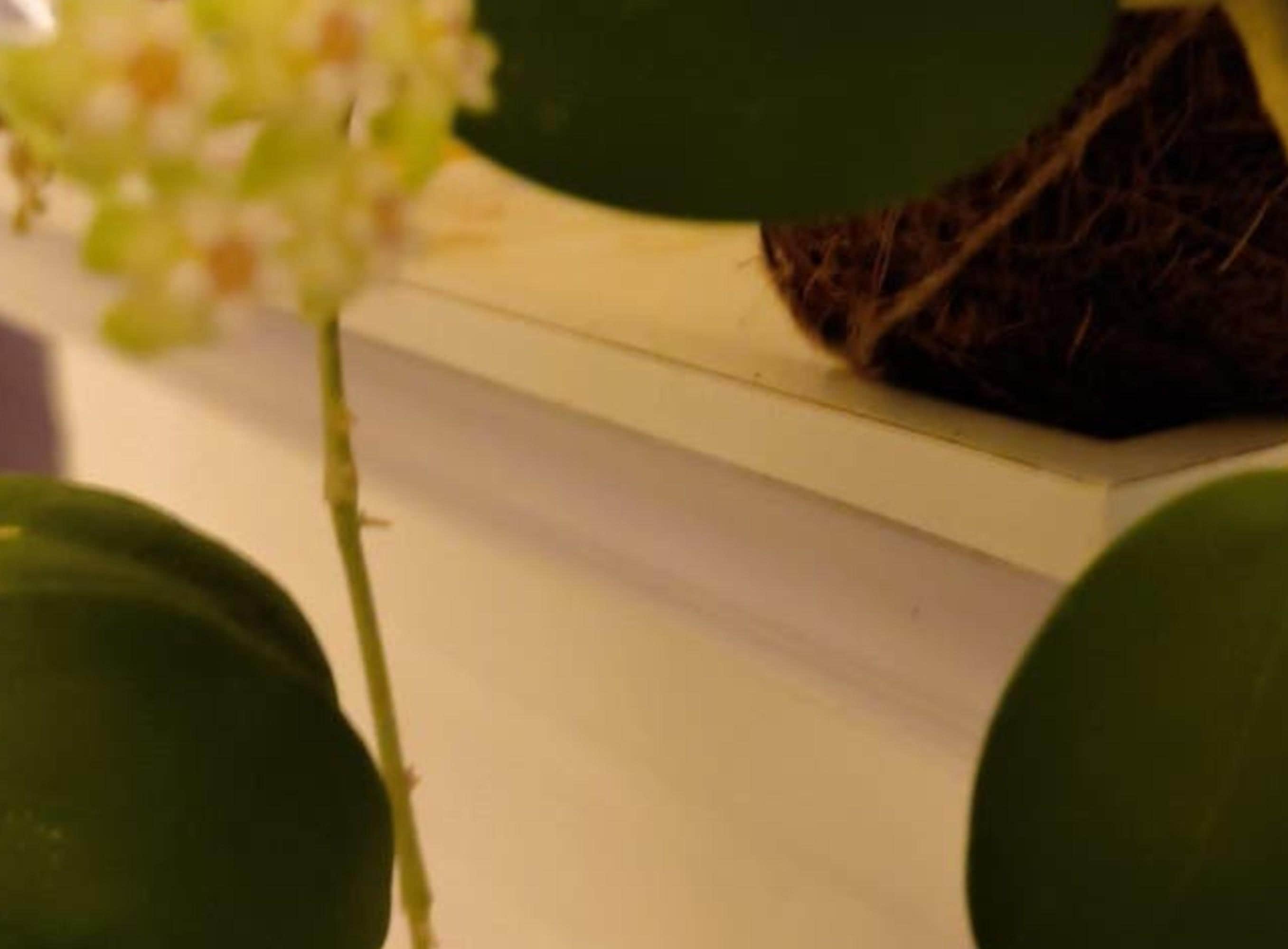 Hoya Icensis cutting