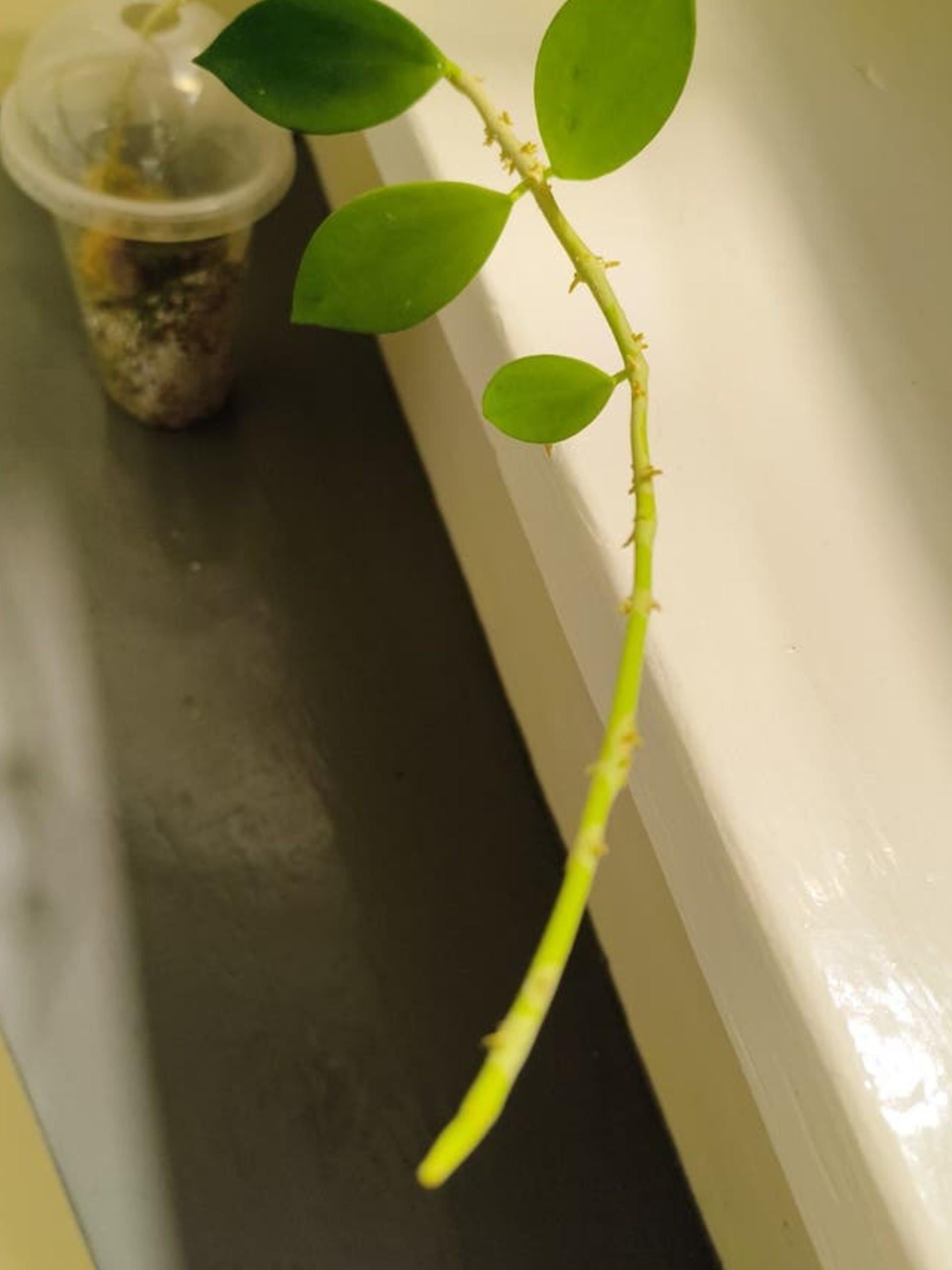 Hoya Icensis cutting