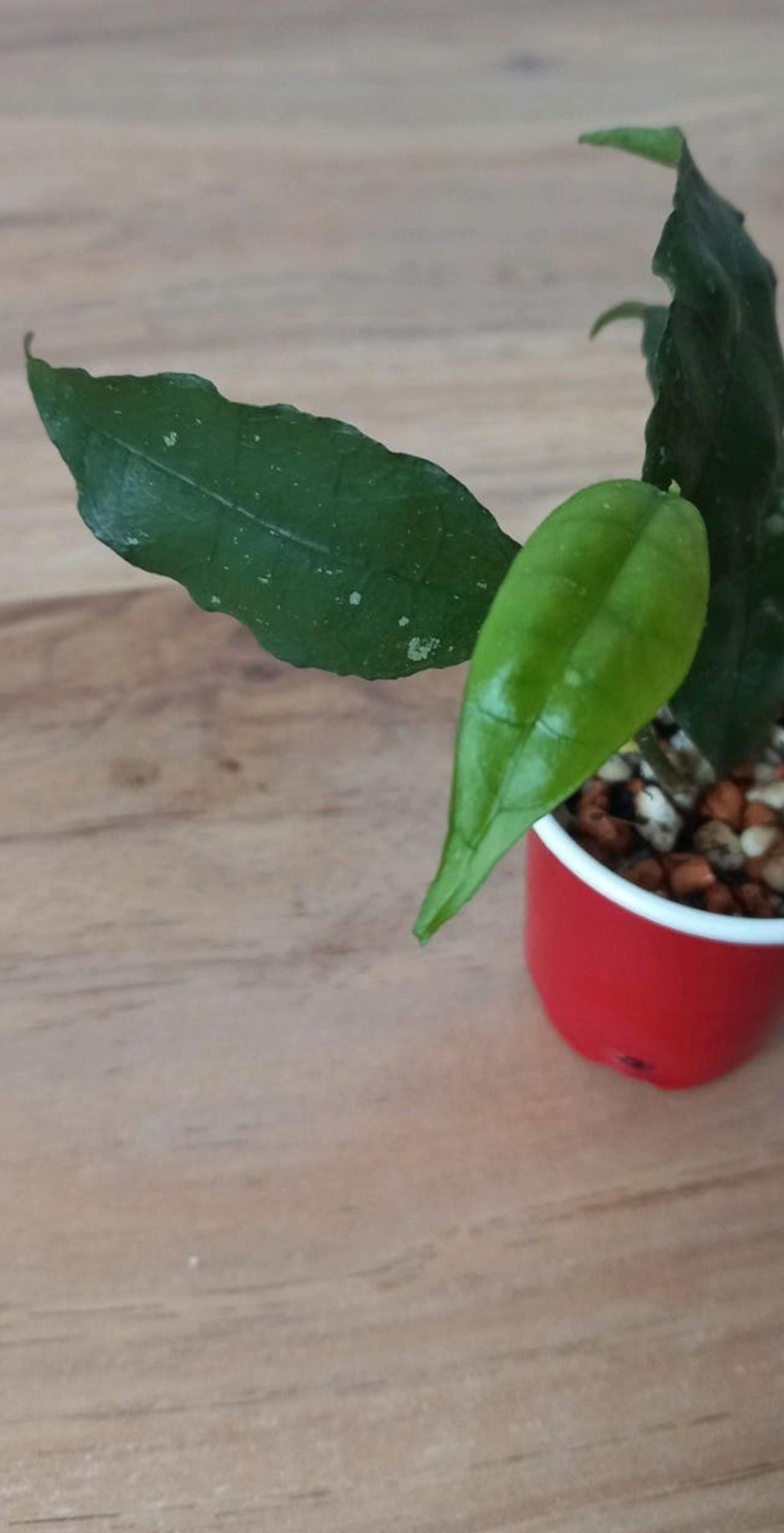 Hoya Ignorata cutting