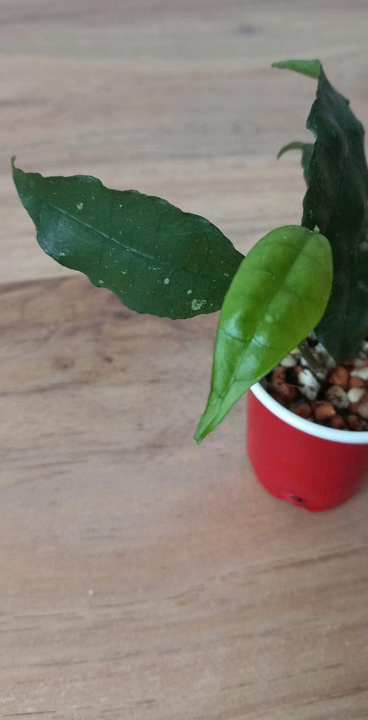 Hoya Ignorata cutting