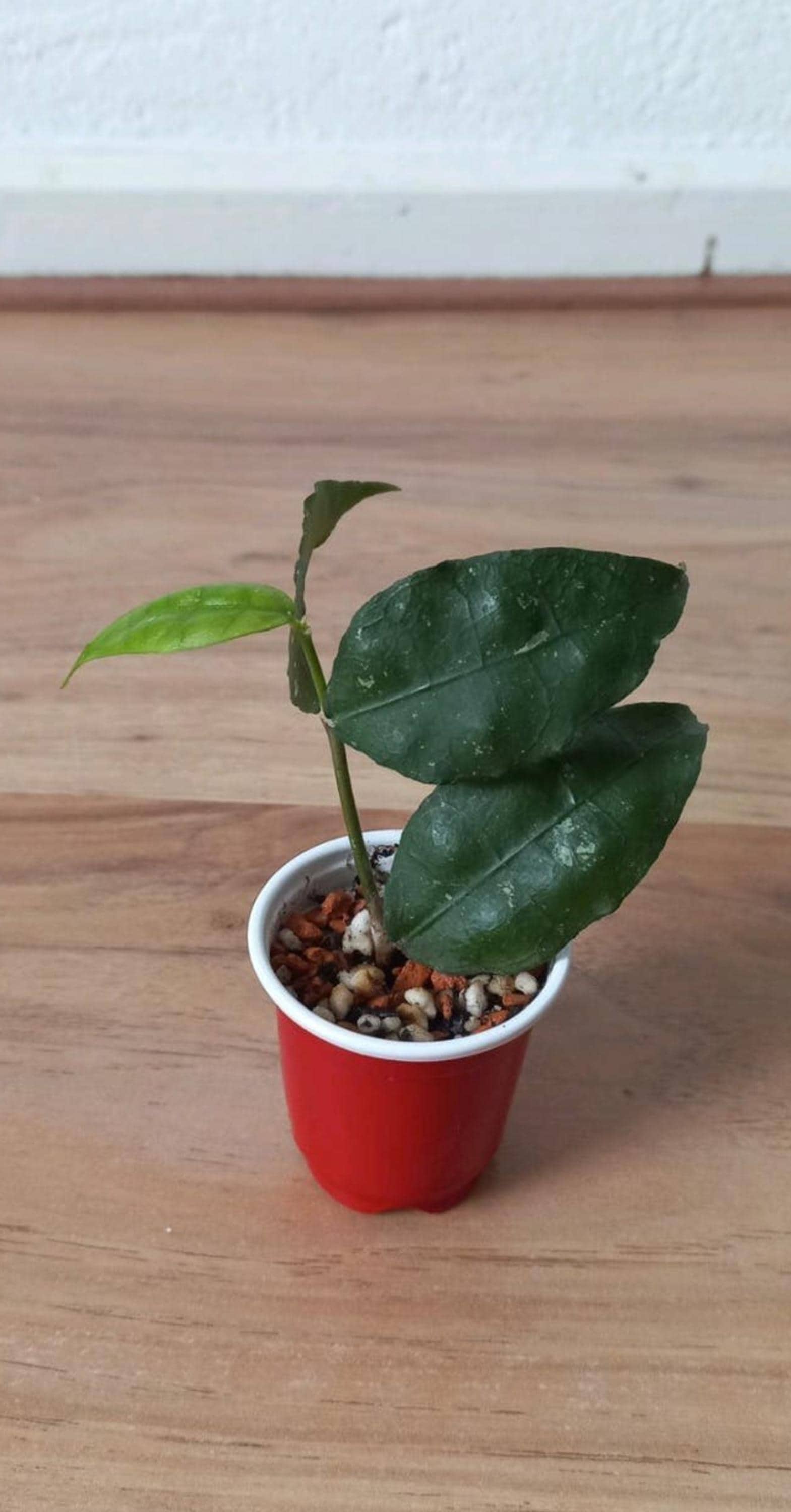 Hoya Ignorata cutting