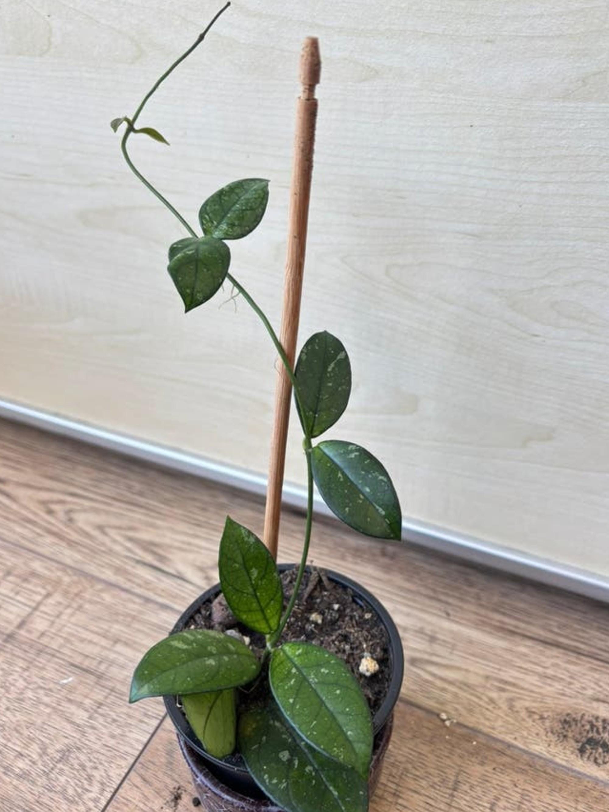 Hoya Crassipetiolata Splash cutting
