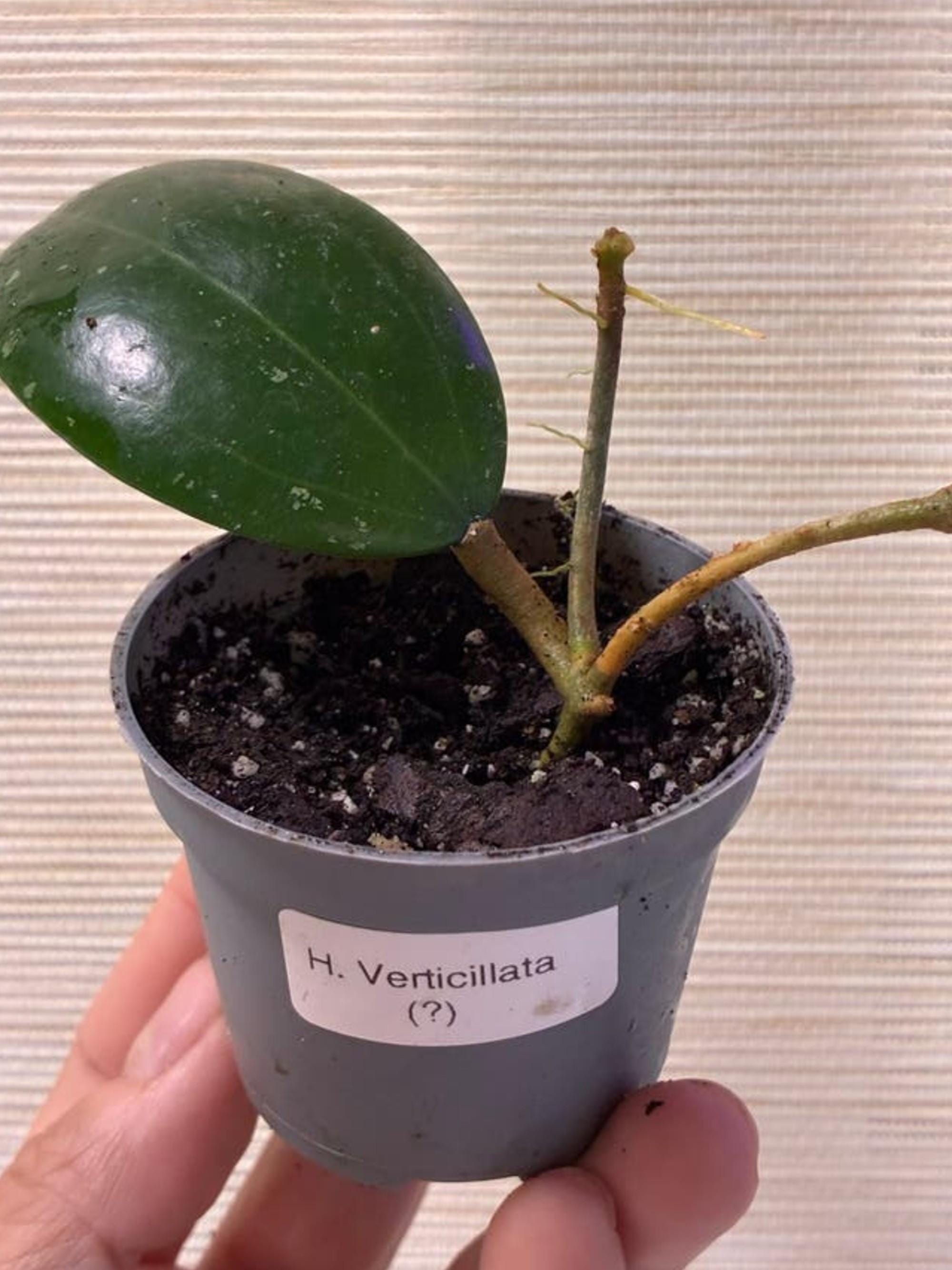 Hoya Verticillata Green cutting