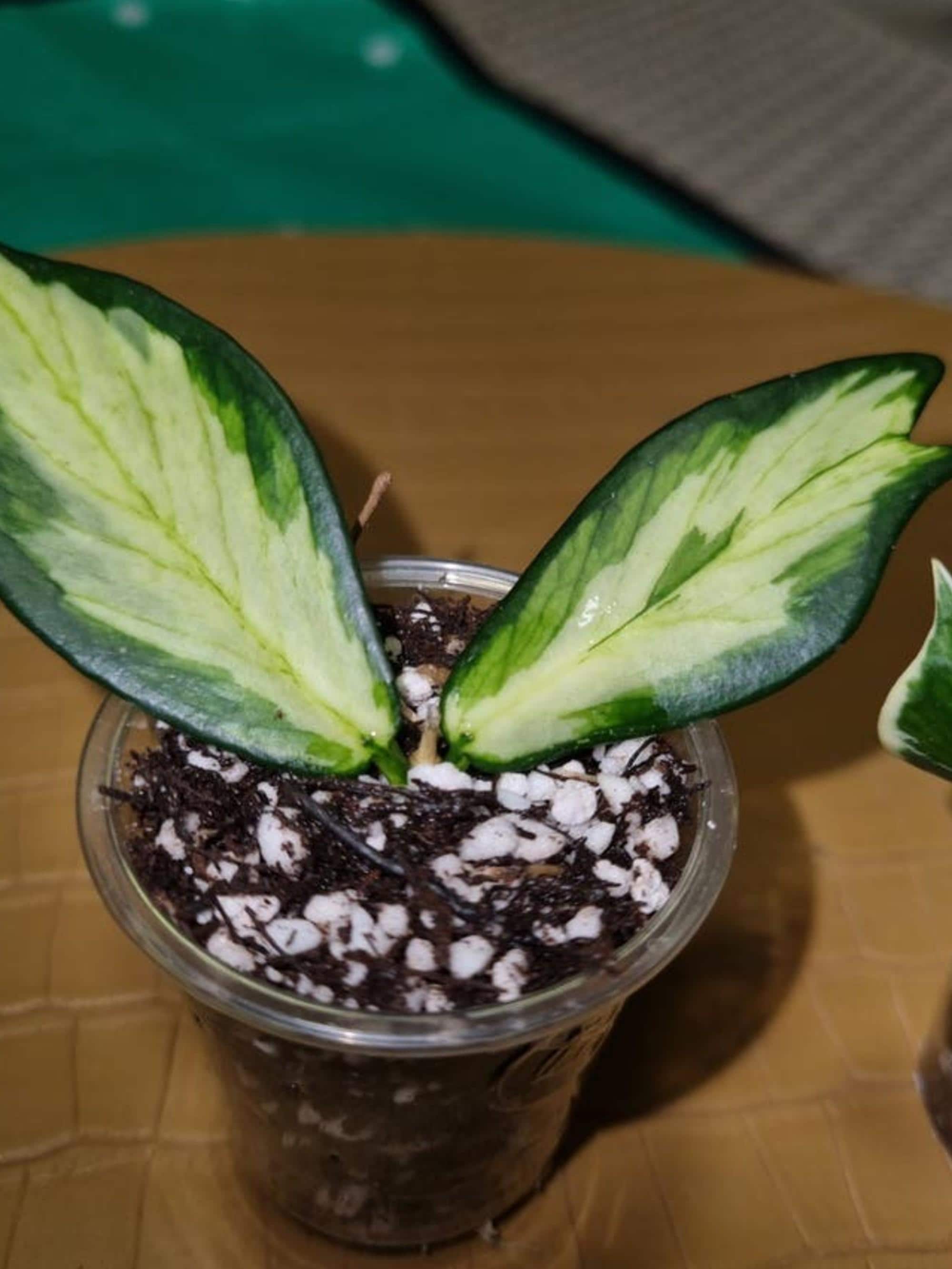 Hoya Polyneura Outer Variegated cutting
