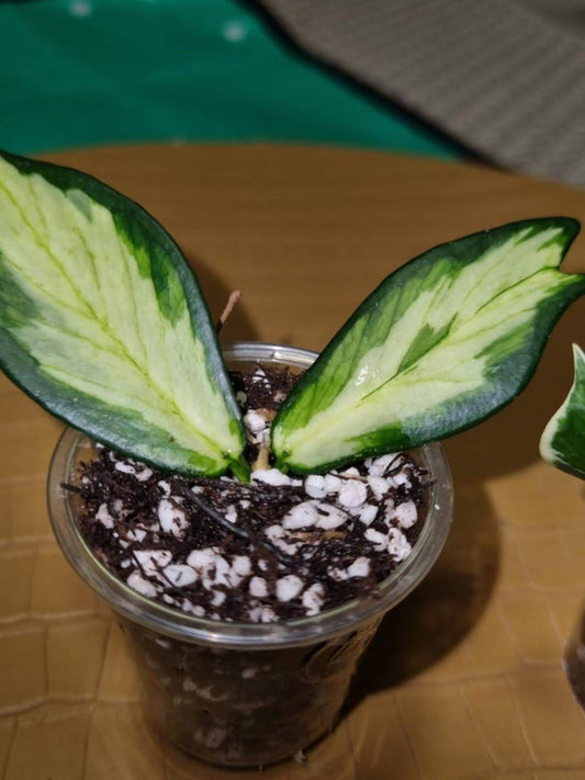 Hoya Polyneura Outer Variegated cutting