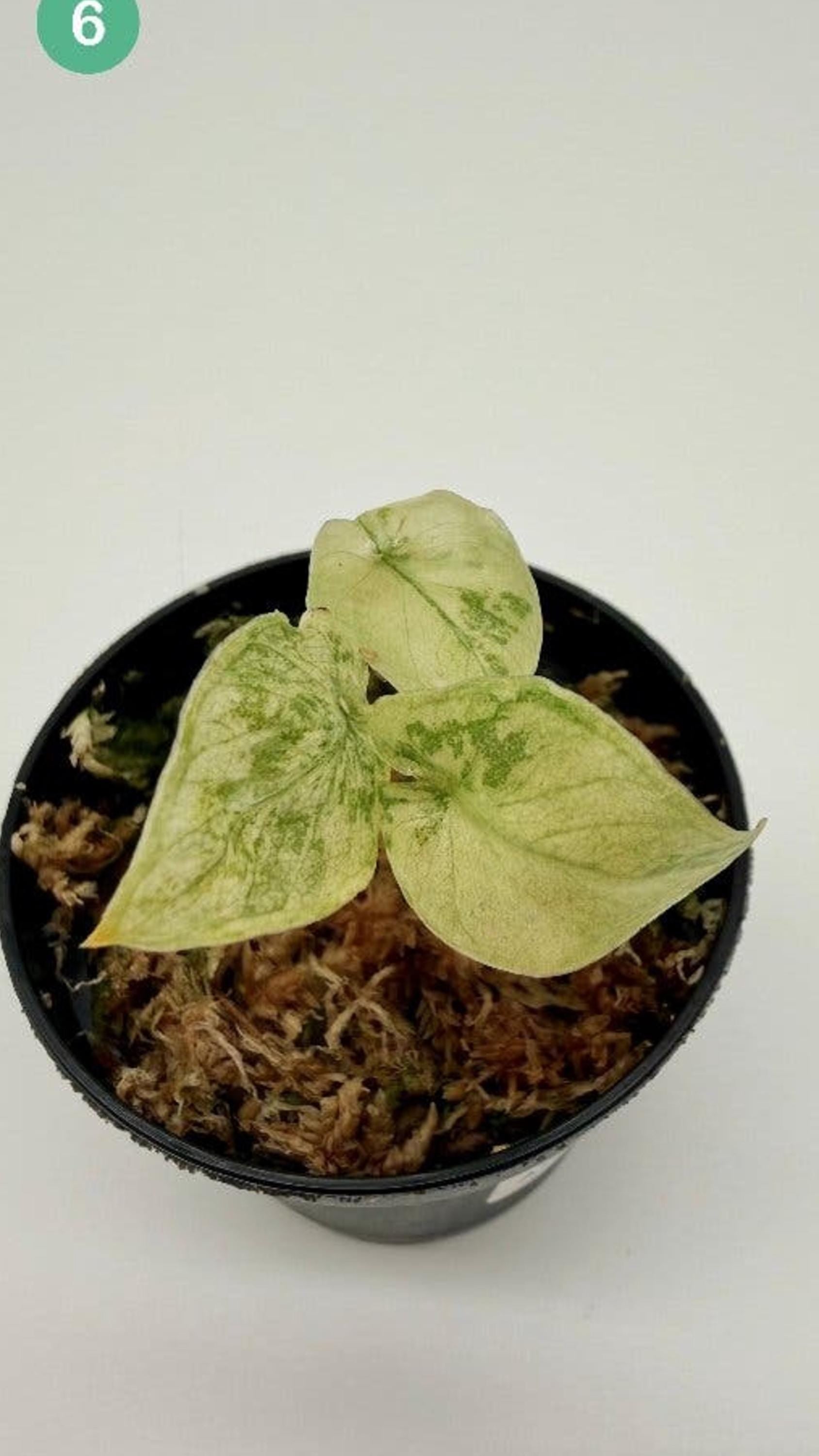 Alocasia Corazon Albo Tricolor bulb