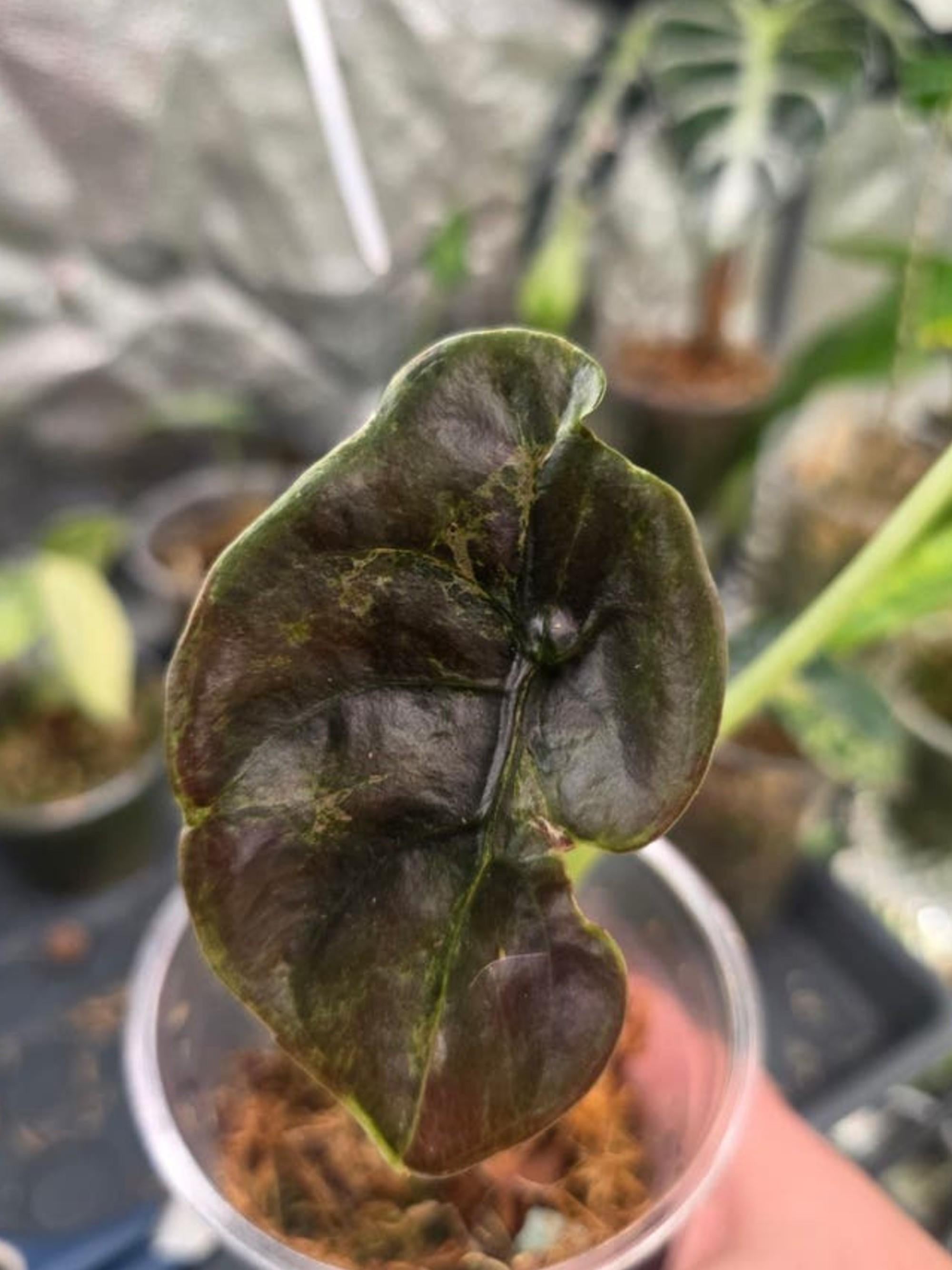 Alocasia Cuprea Mint Mutation bulb