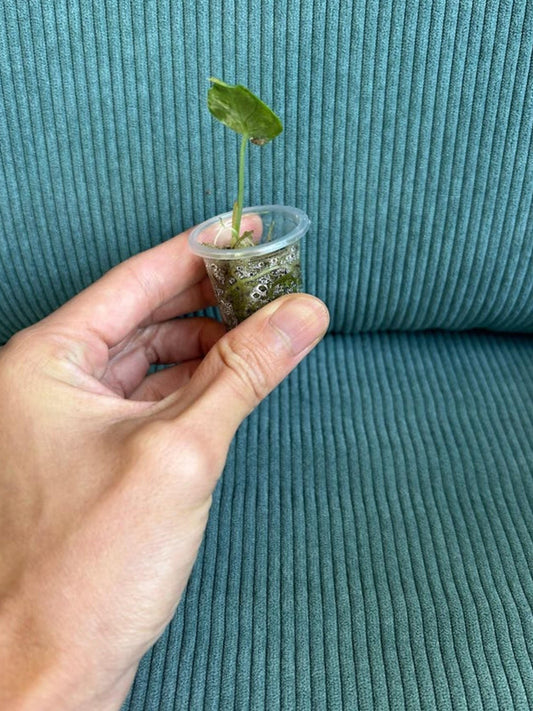 Alocasia Dragon Scale Mint bulb