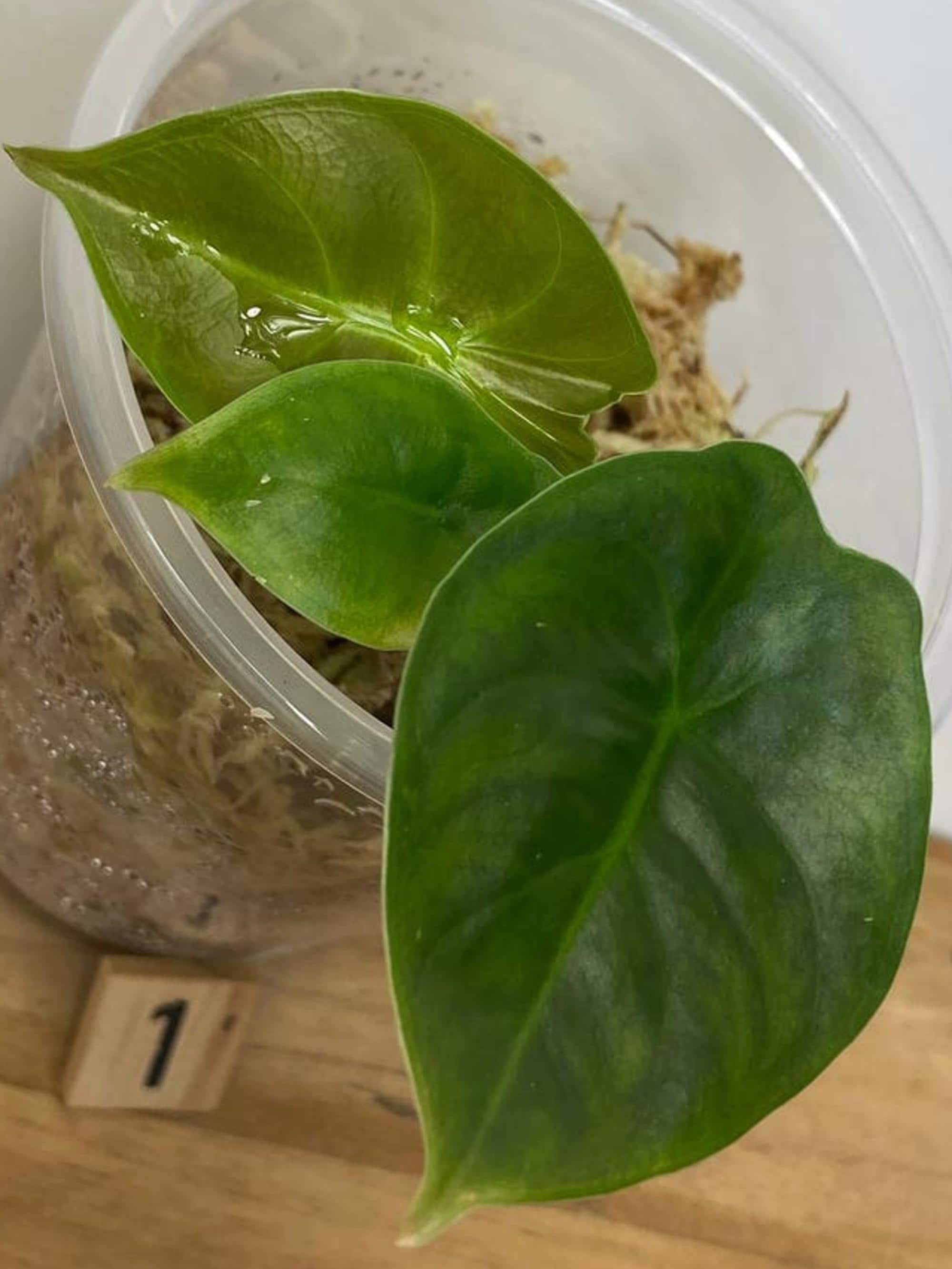 Alocasia Golden Bone bulb