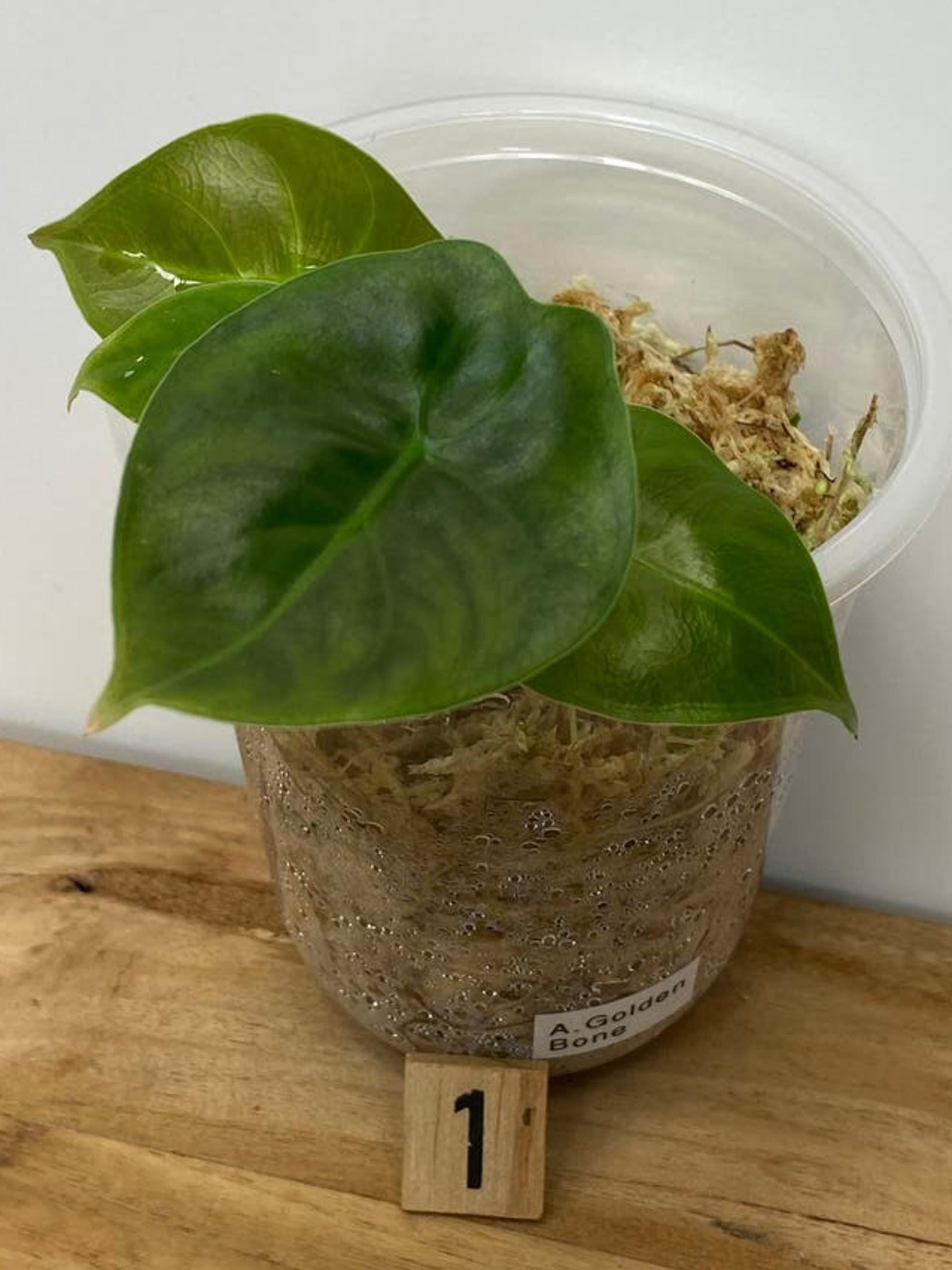 Alocasia Golden Bone bulb