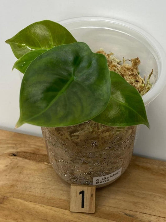 Alocasia Golden Bone bulb