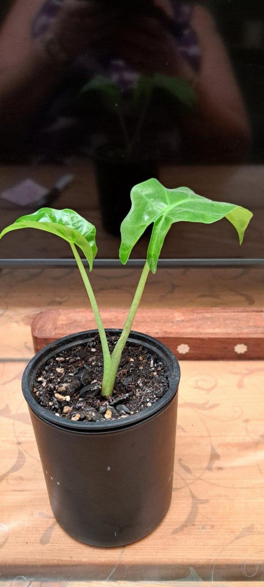 Alocasia Low Rider bulb