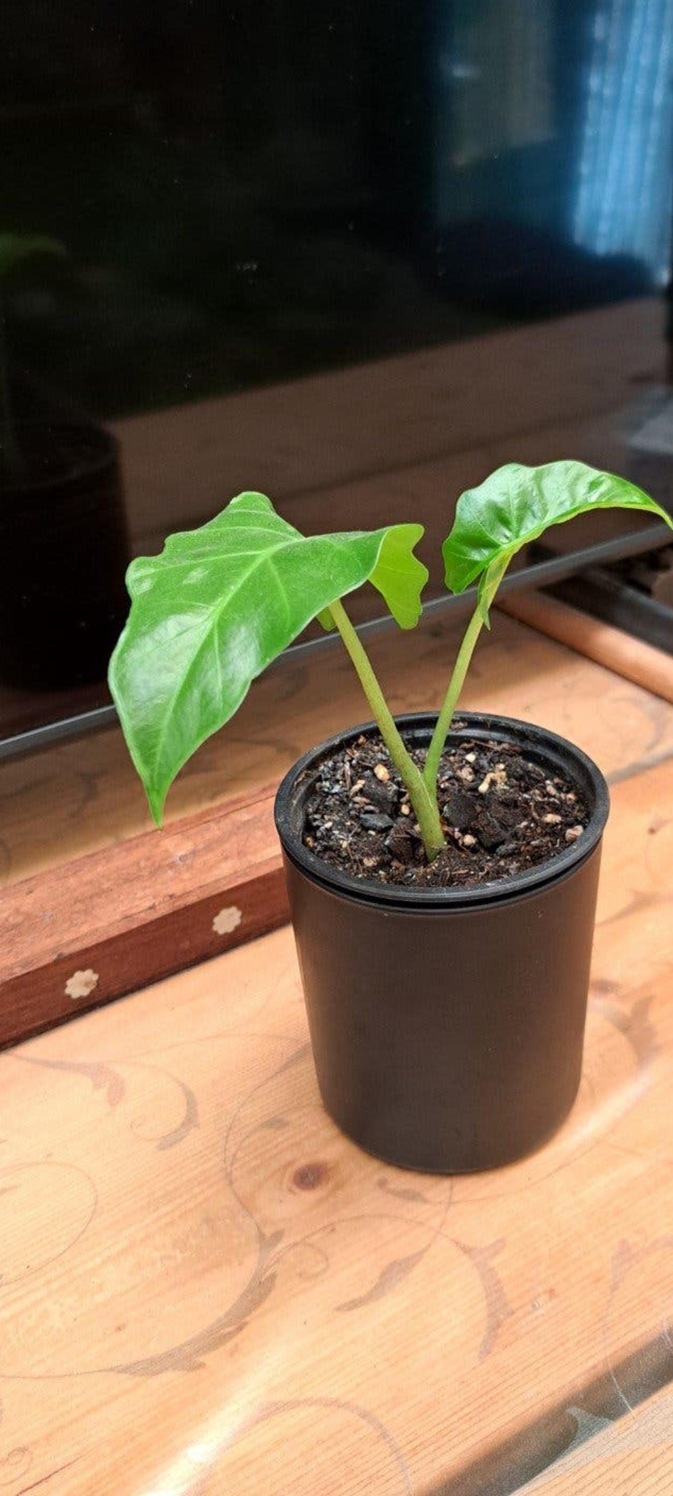 Alocasia Low Rider bulb
