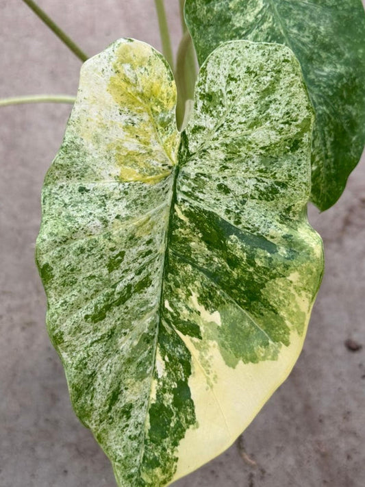 Alocasia Macrorrhiza Tricolor Variegata bulb