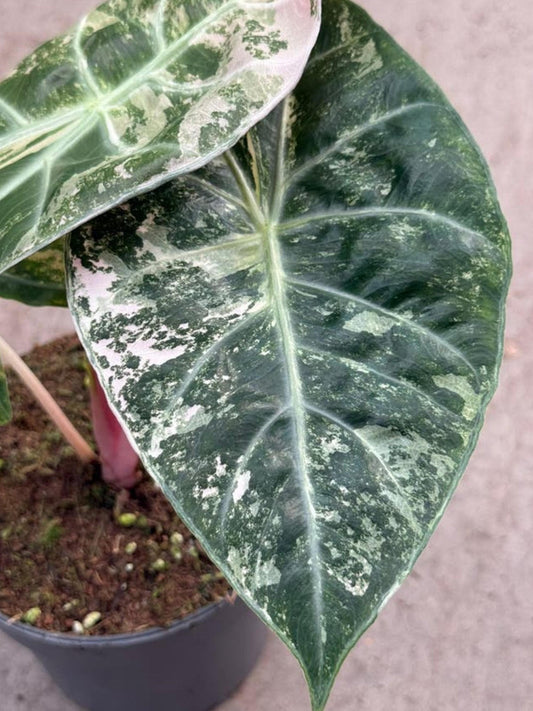 Alocasia Nairobi Nights Pink Variegata bulb