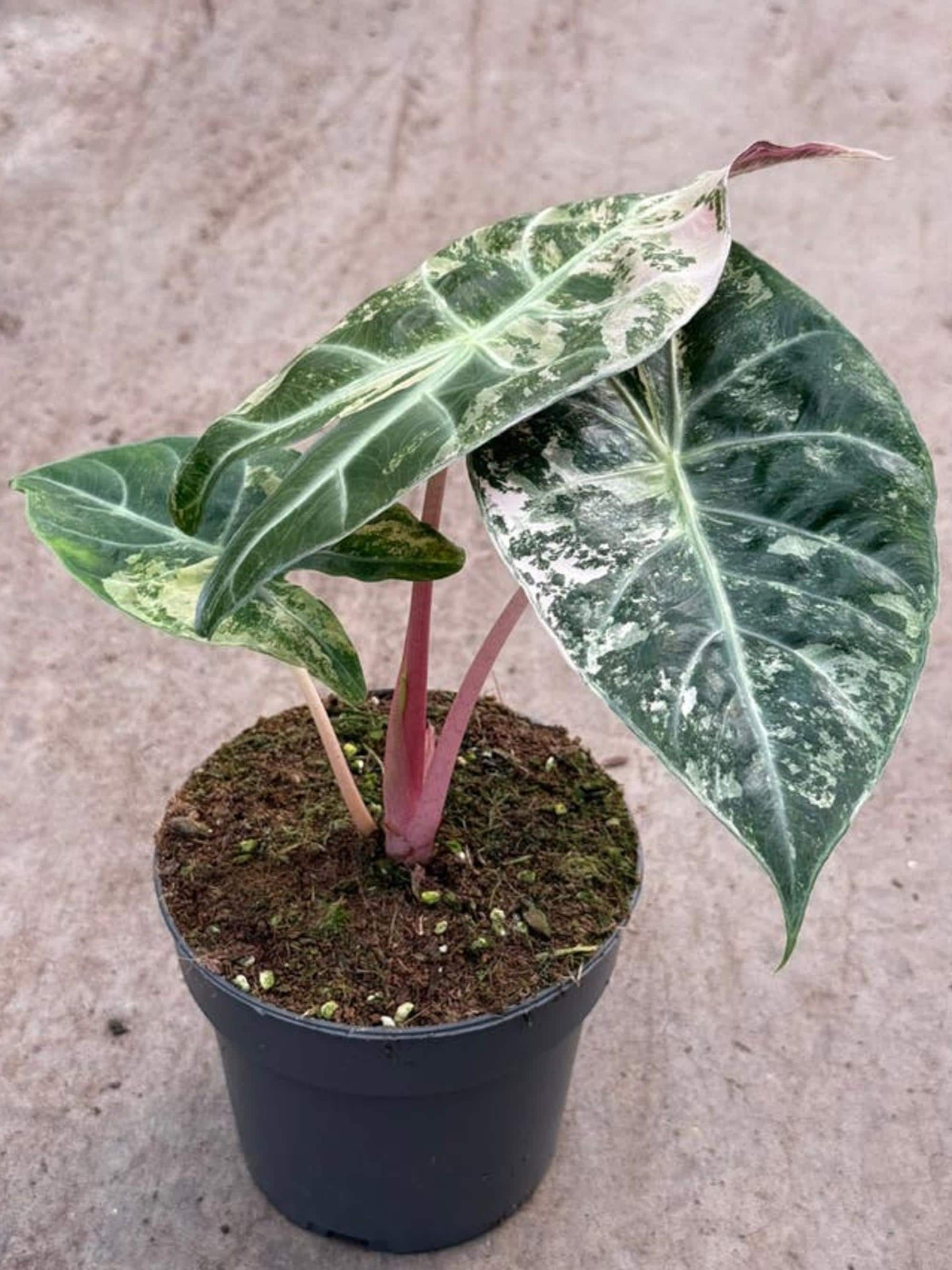 Alocasia Nairobi Nights Pink Variegata bulb
