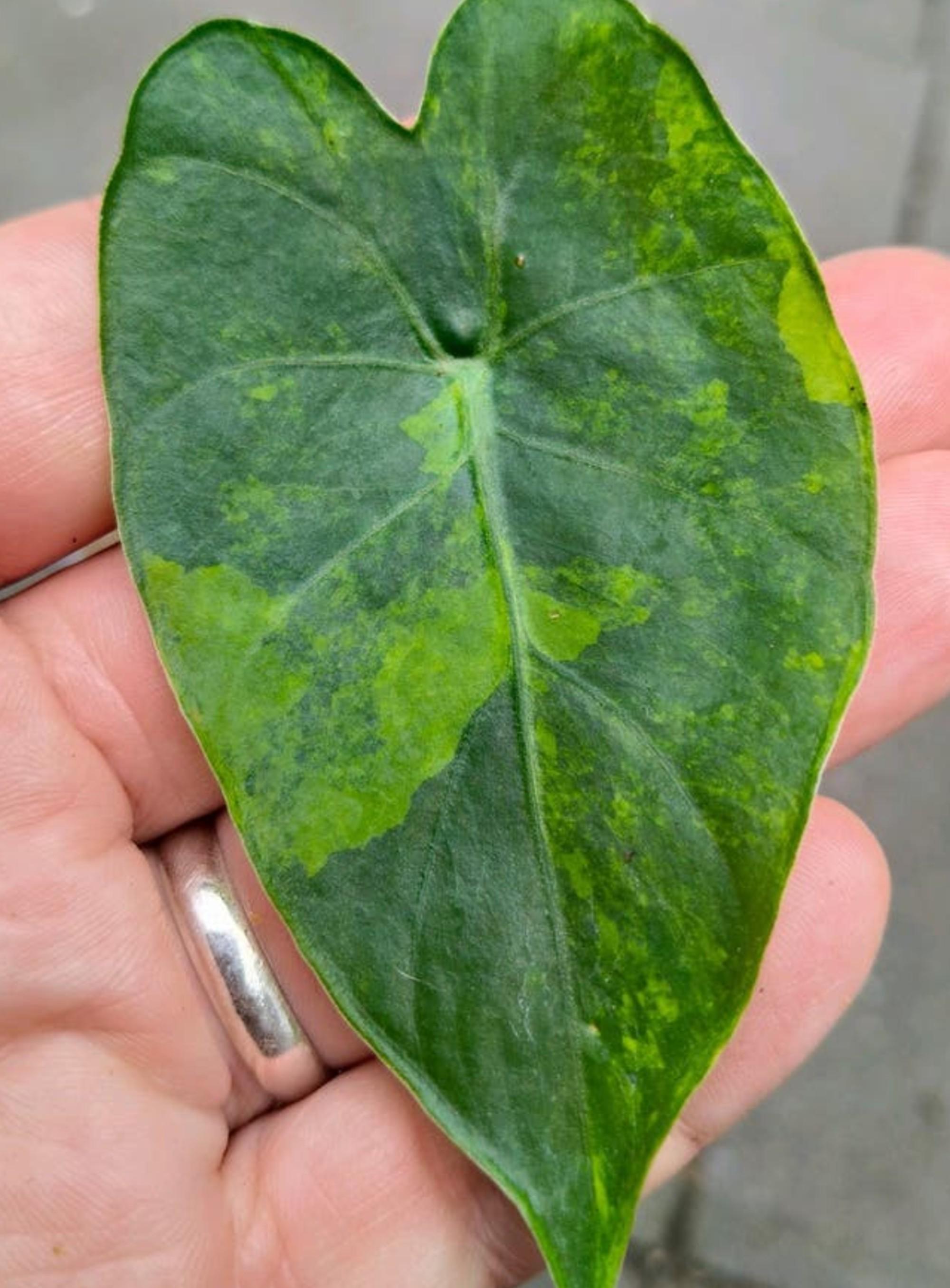 Alocasia Odora Yellow Variegata bulb