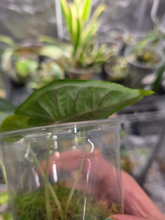 Alocasia Olanii bulb
