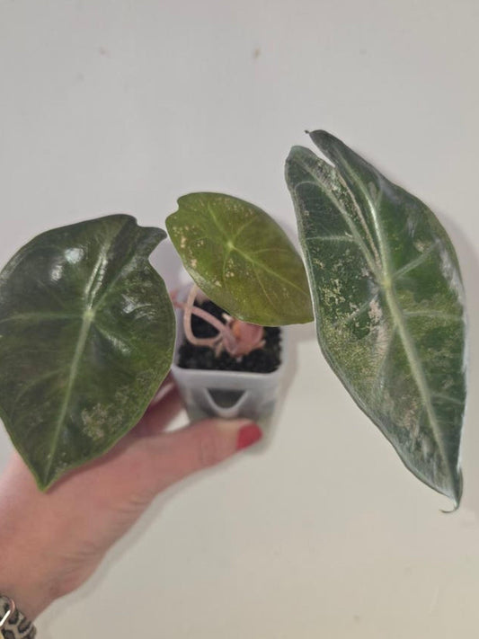 Alocasia Pink Dragon Silver Dust bulb