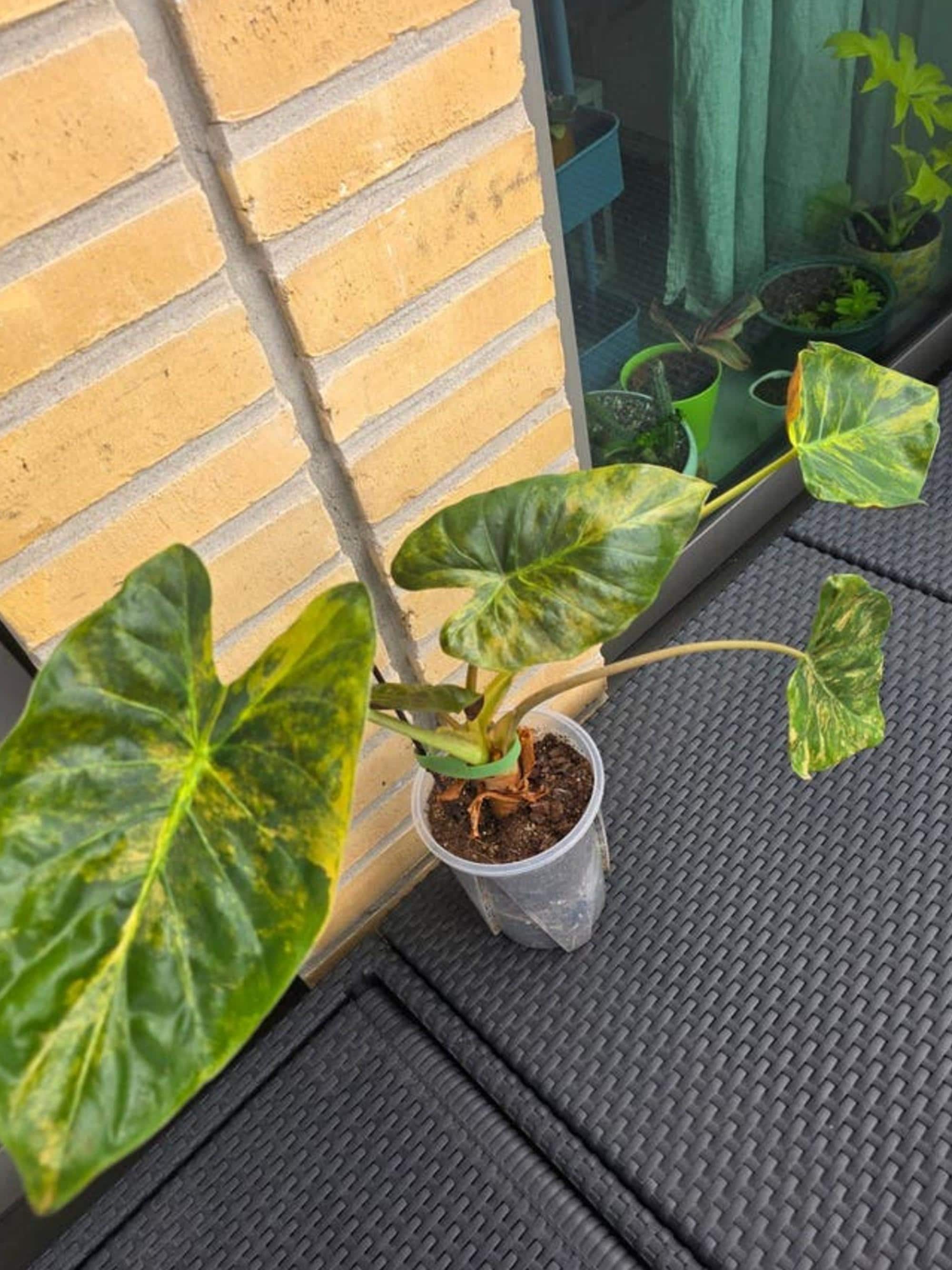 Alocasia Wentii Sunset Aurea Variegata bulb