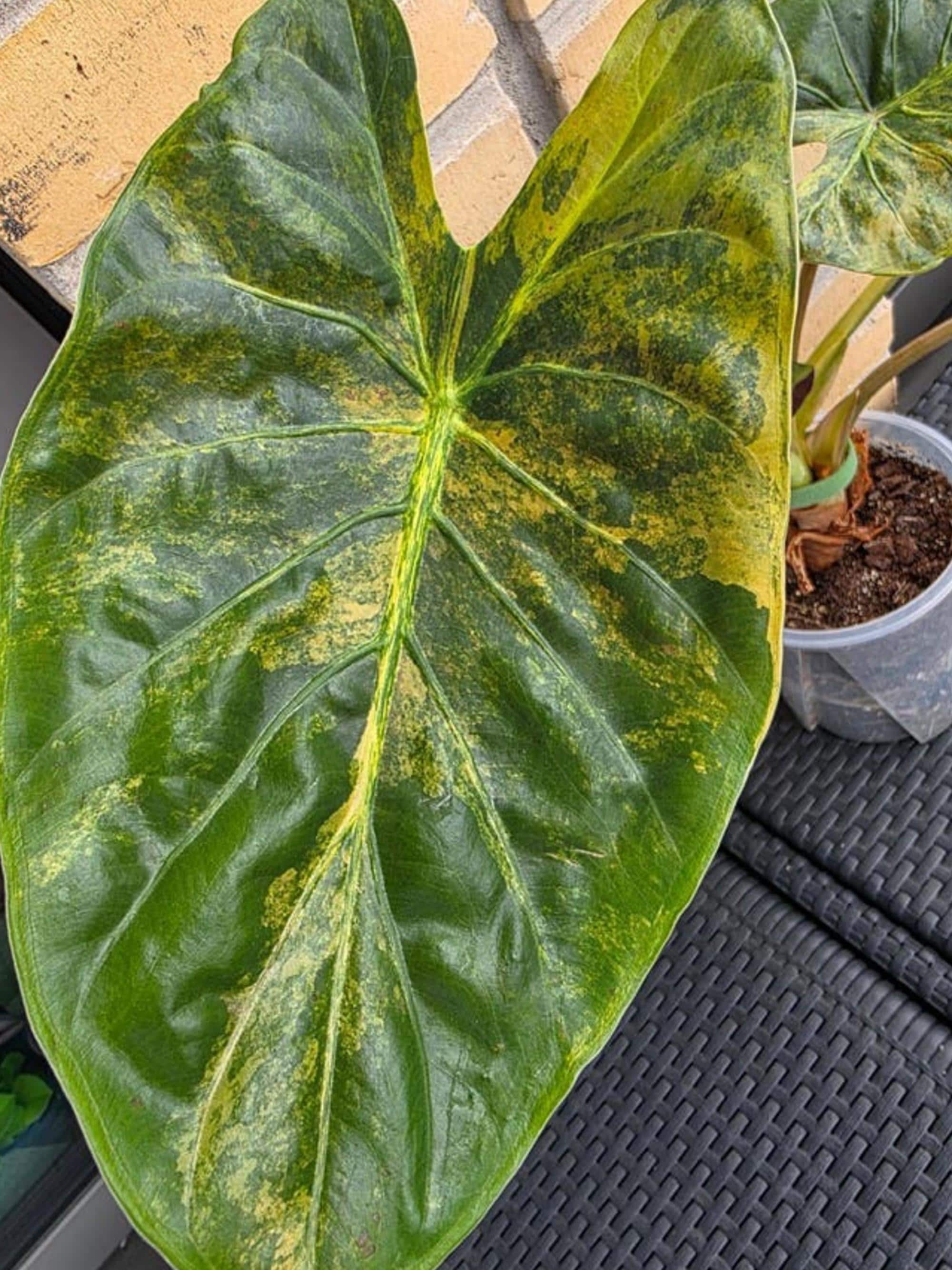 Alocasia Wentii Sunset Aurea Variegata bulb
