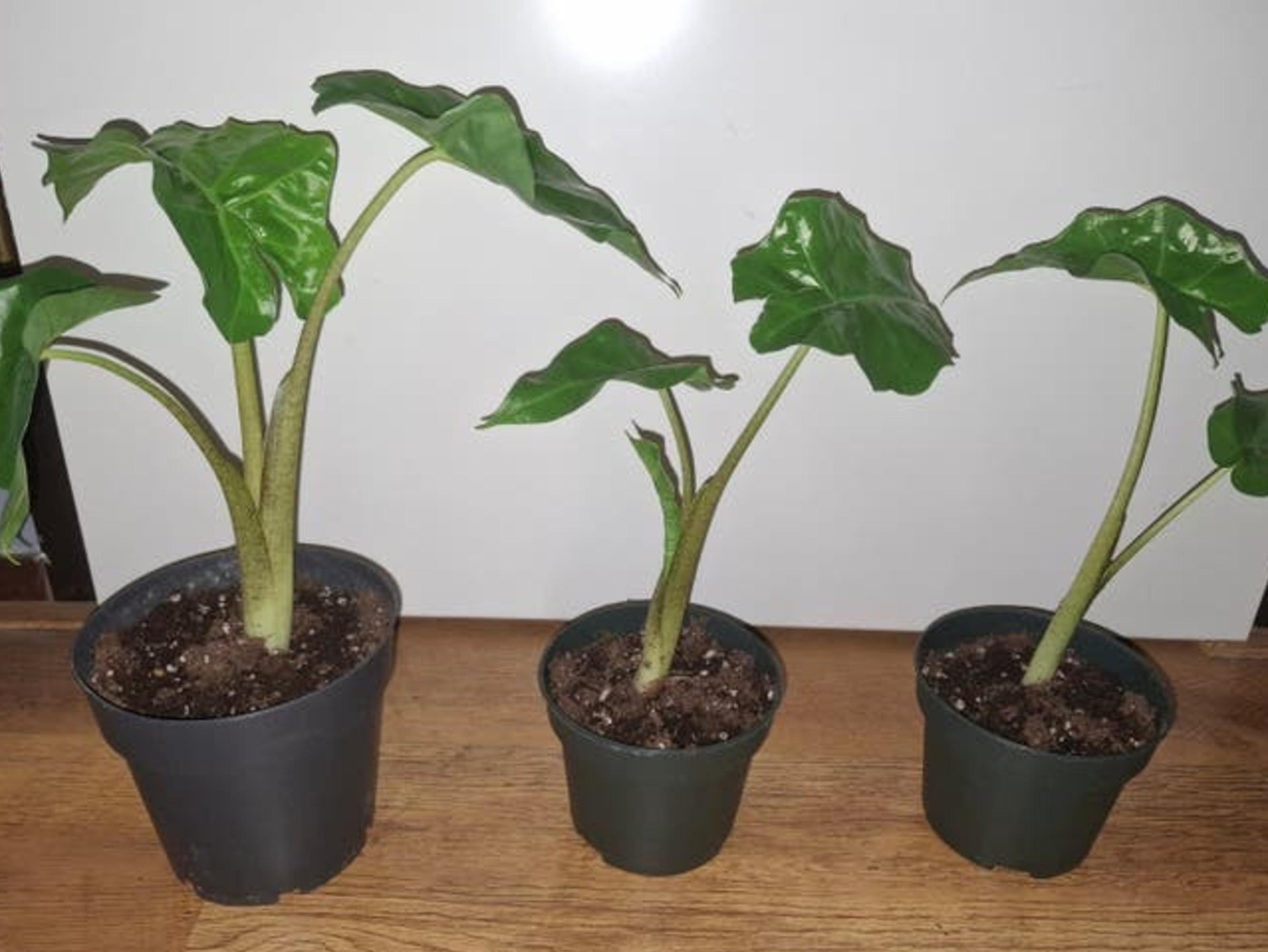 Alocasia Portodora bulb