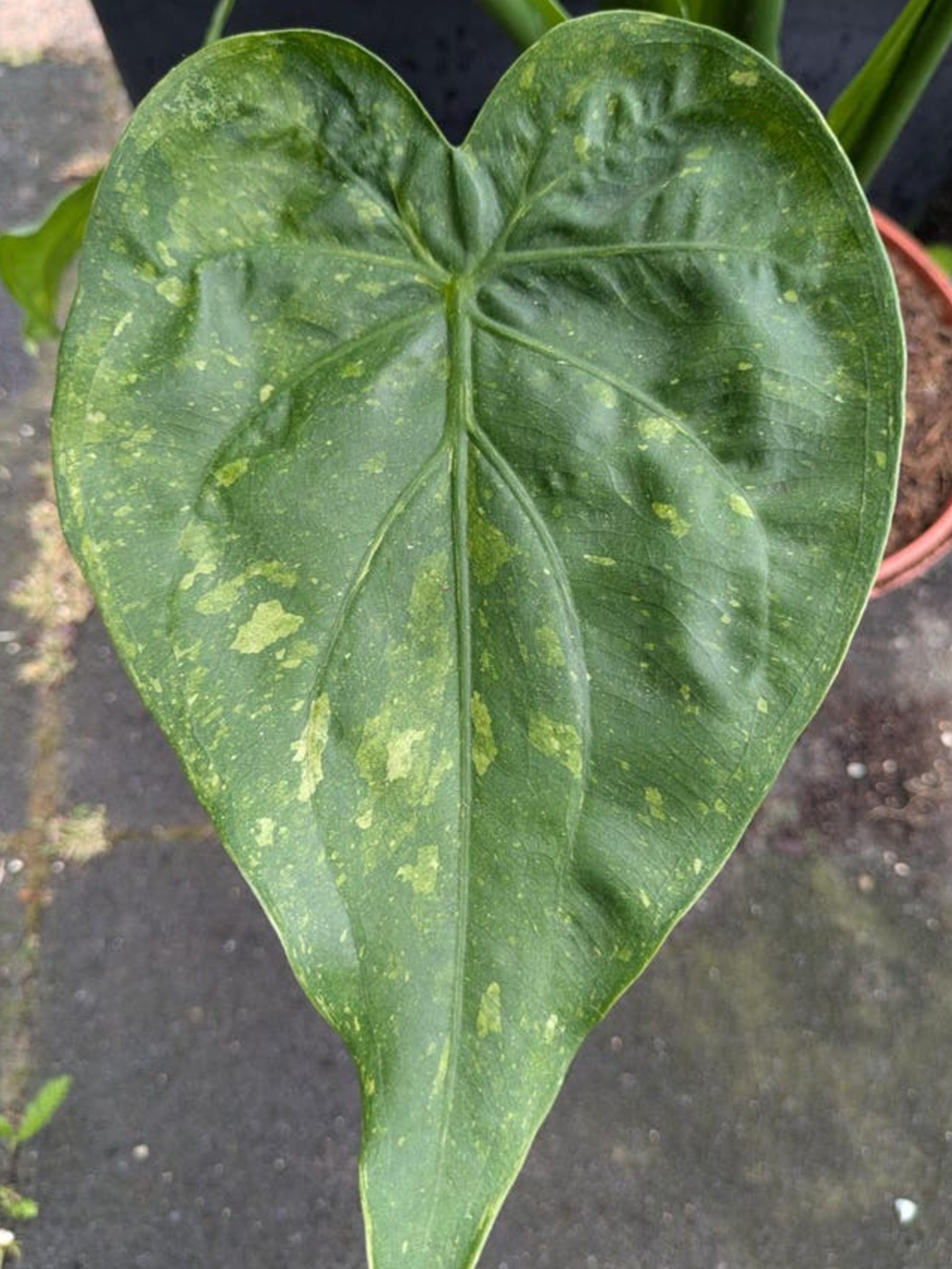 Alocasia Cucullata Albo Variegata bulb