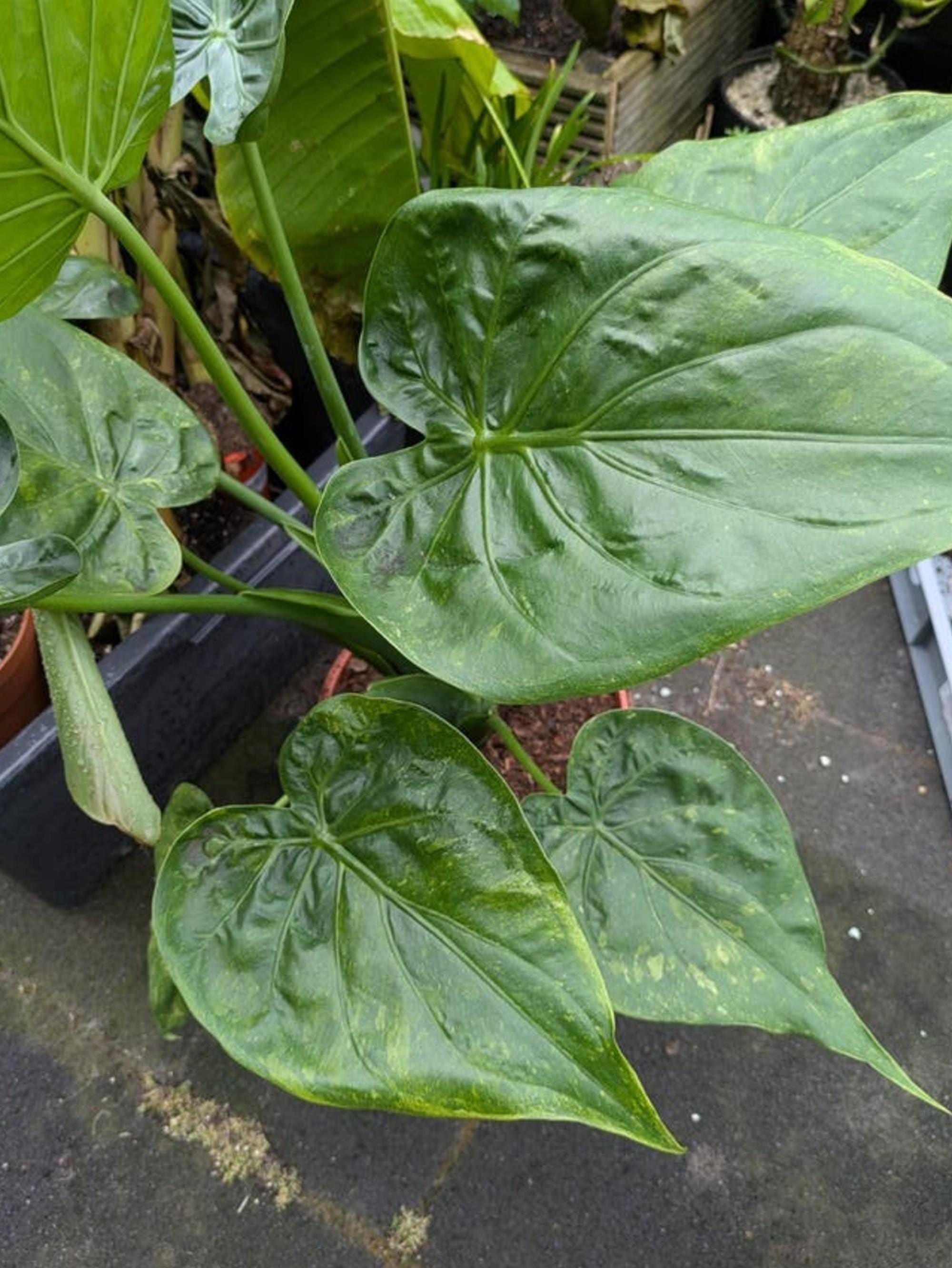 Alocasia Cucullata Albo Variegata bulb