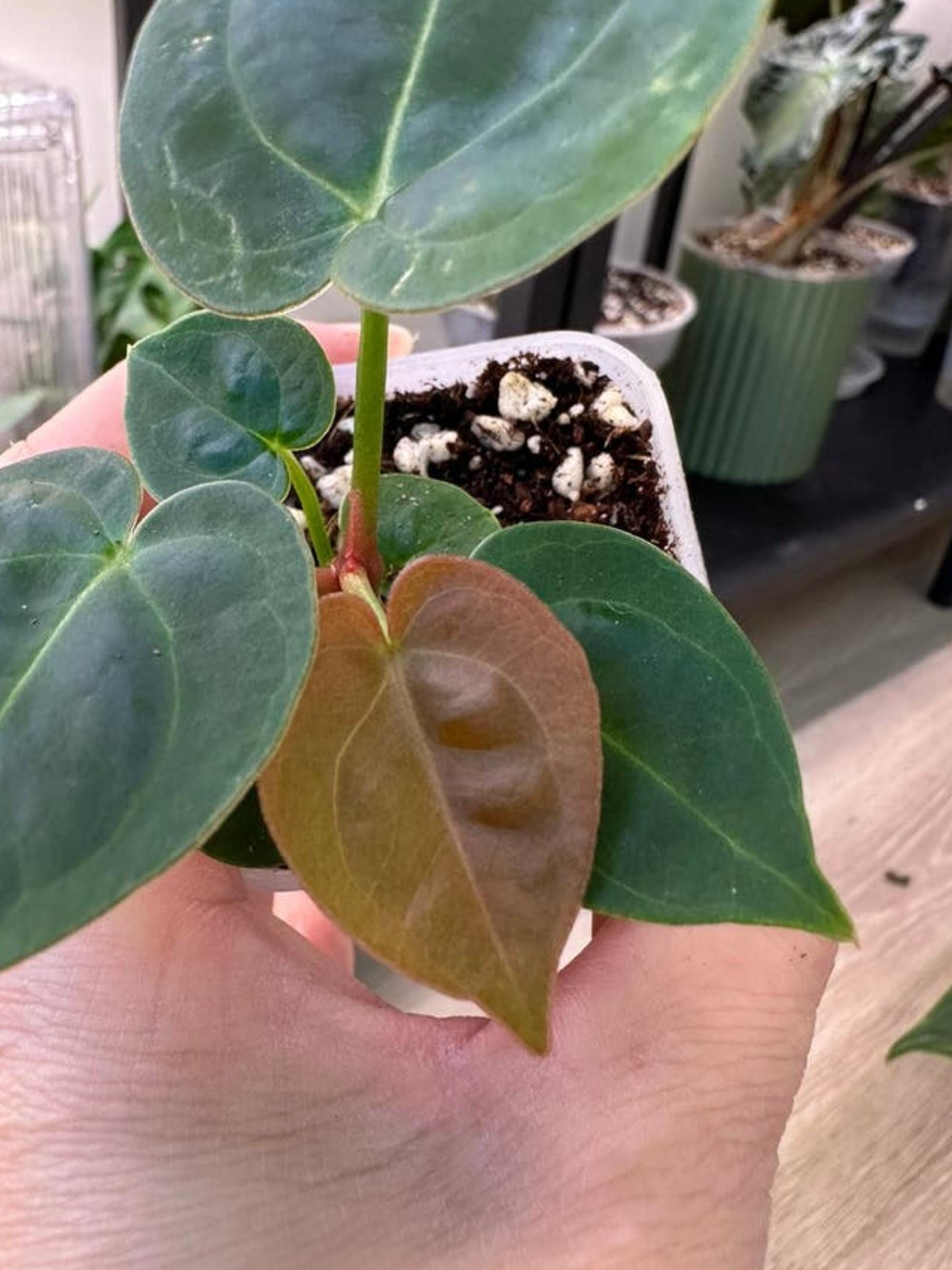 Anthurium Hofmanii Red cutting