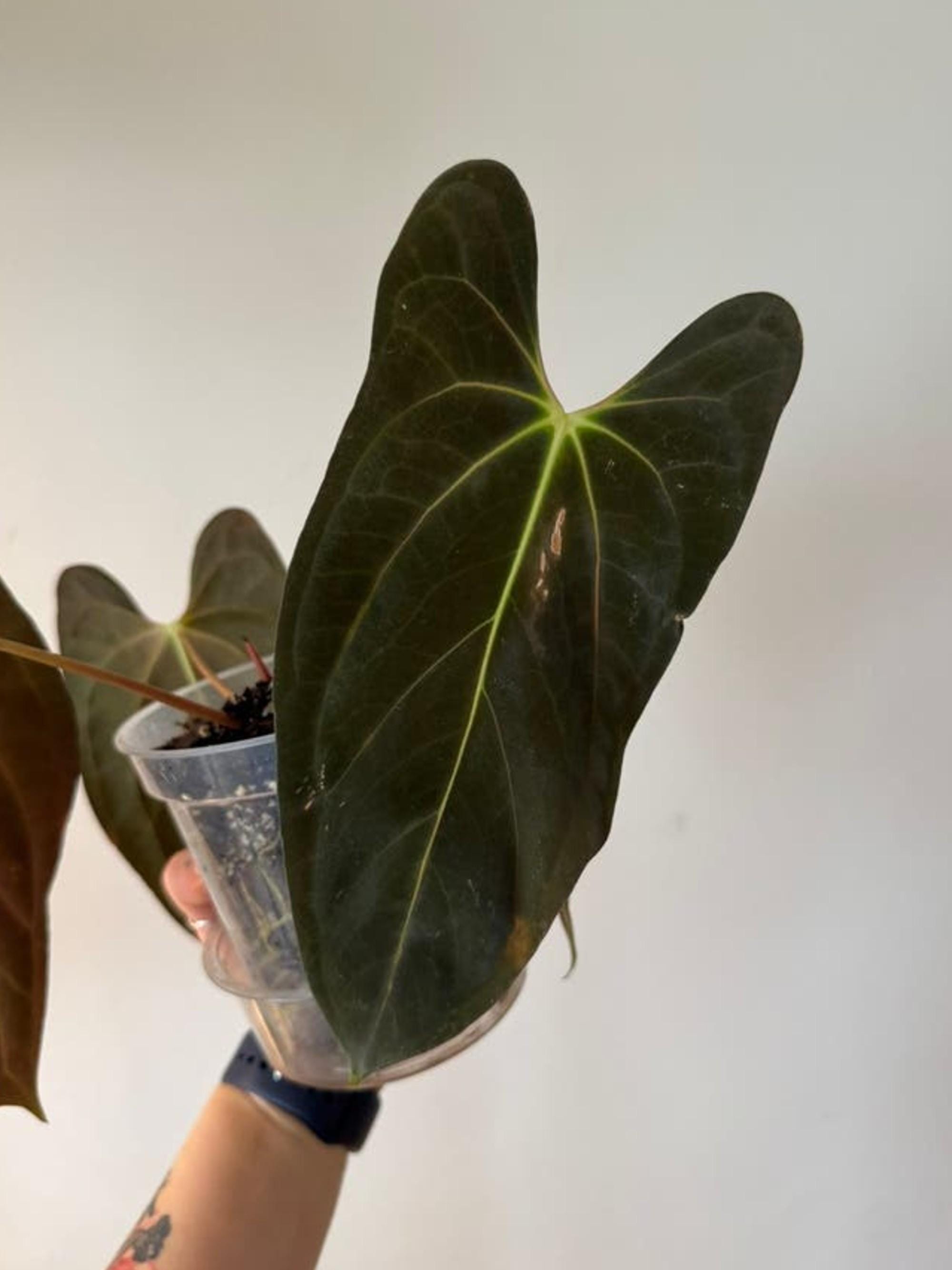 Anthurium Papillilaminum Guna Yala cutting
