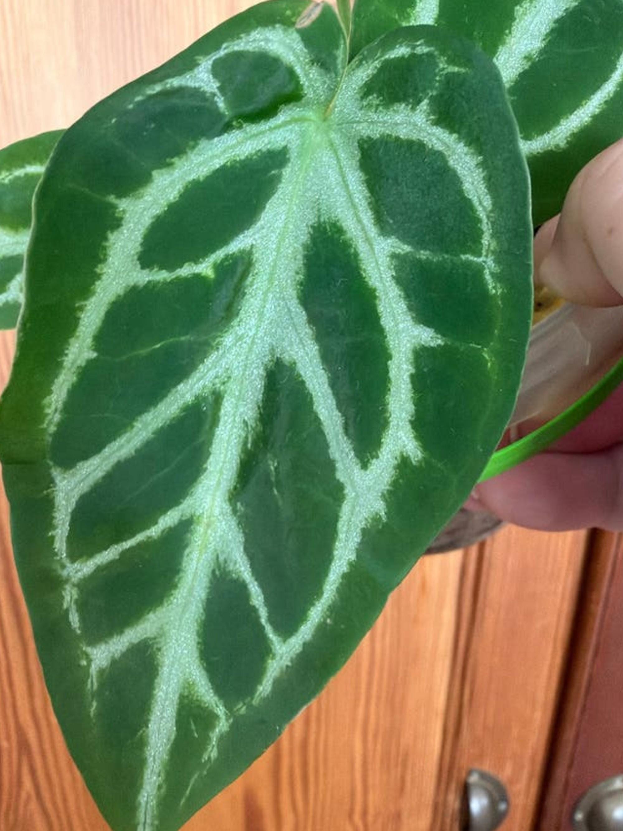 Anthurium Silver Queen cutting