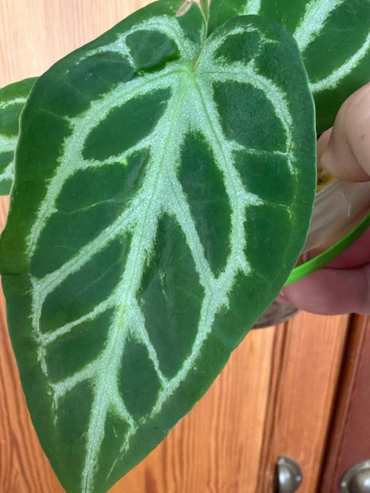 Anthurium Silver Queen cutting