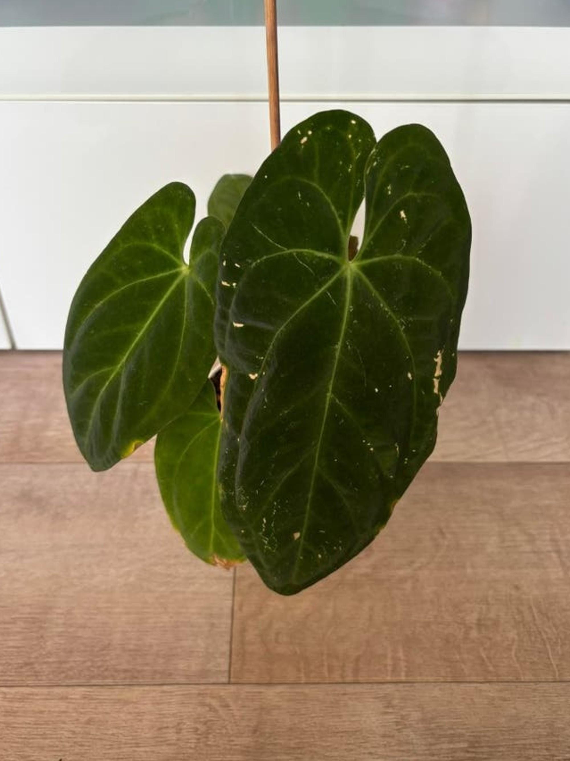 Anthurium Dark Phoenix cutting