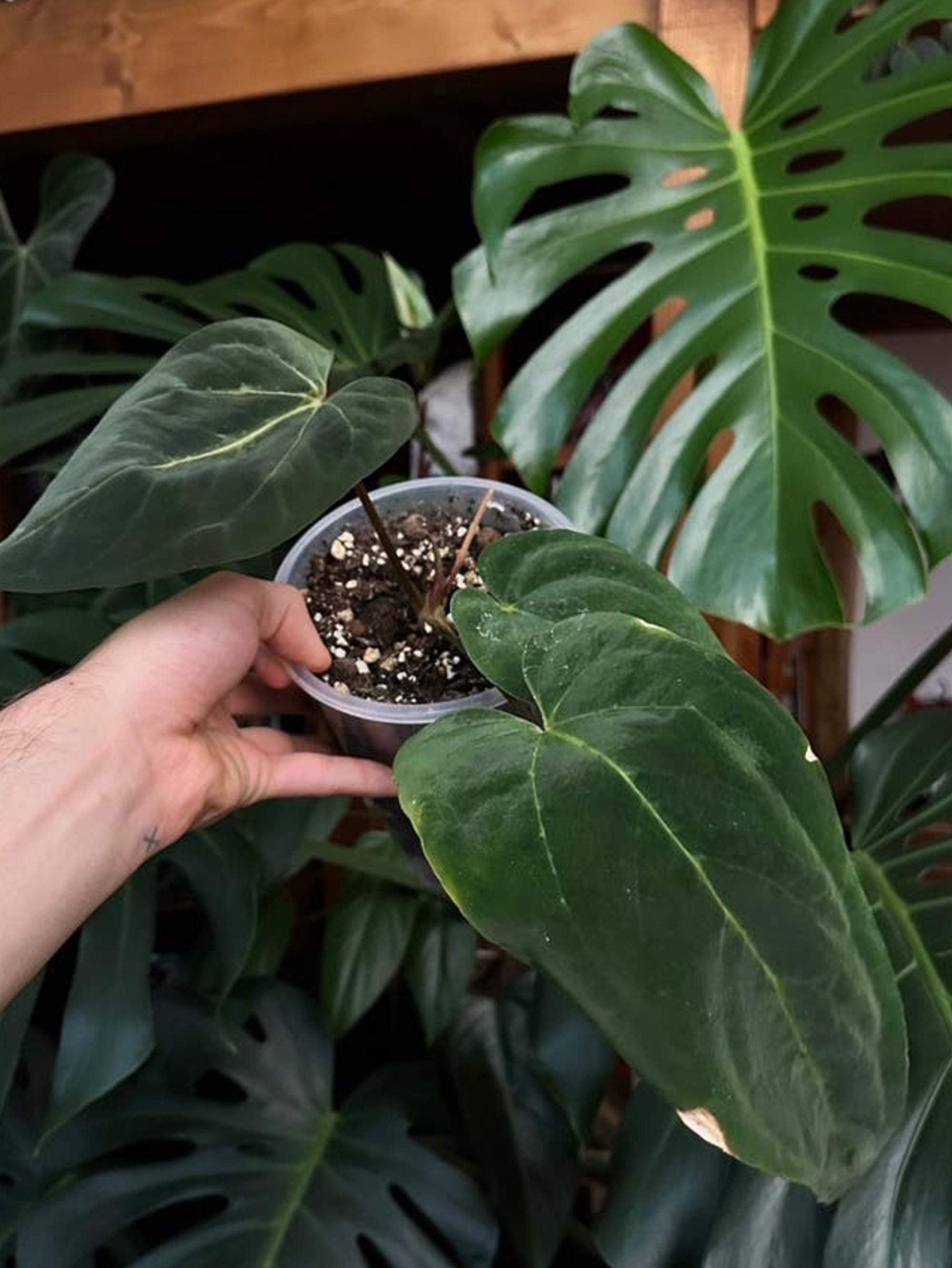 Anthurium Dressleri x Blue Papillilaminum cutting