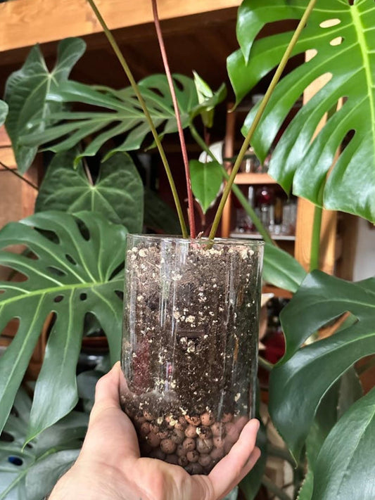 Anthurium Nigrolaminum x Magnificum cutting