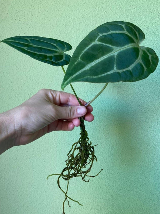 Anthurium Dark Crystallinum x Papillilaminum cutting