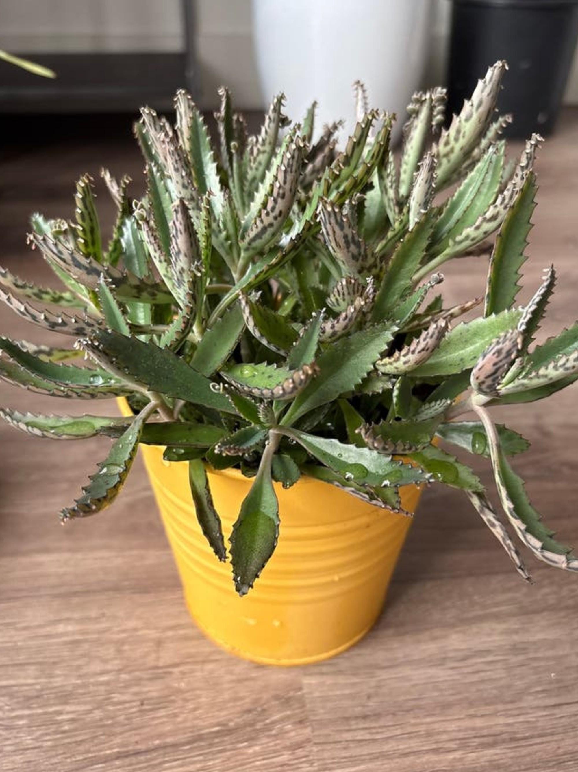 Kalanchoe Daigremontiana (Mother of Thousands) cutting