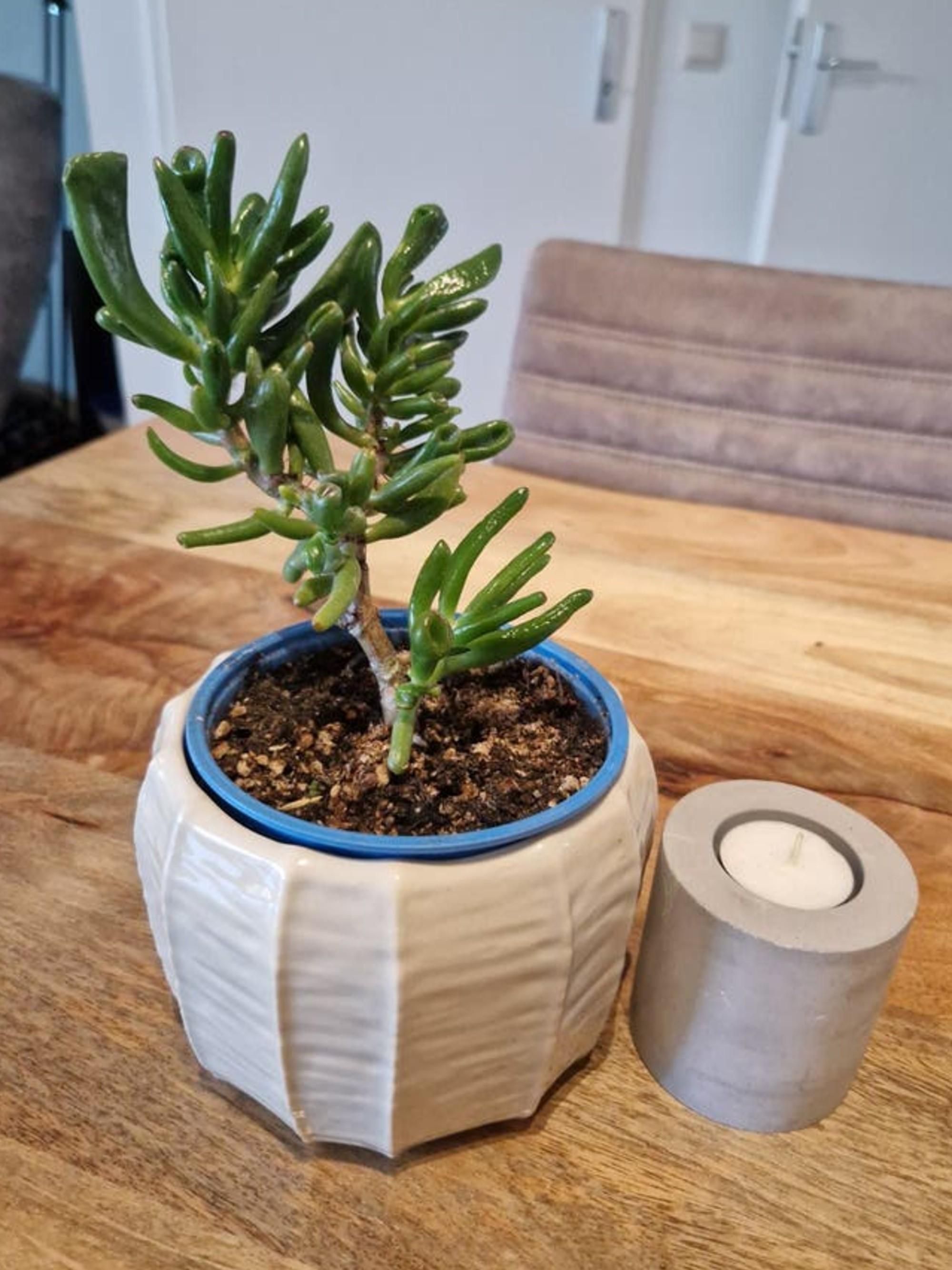 Crassula Ovata Gollum cutting