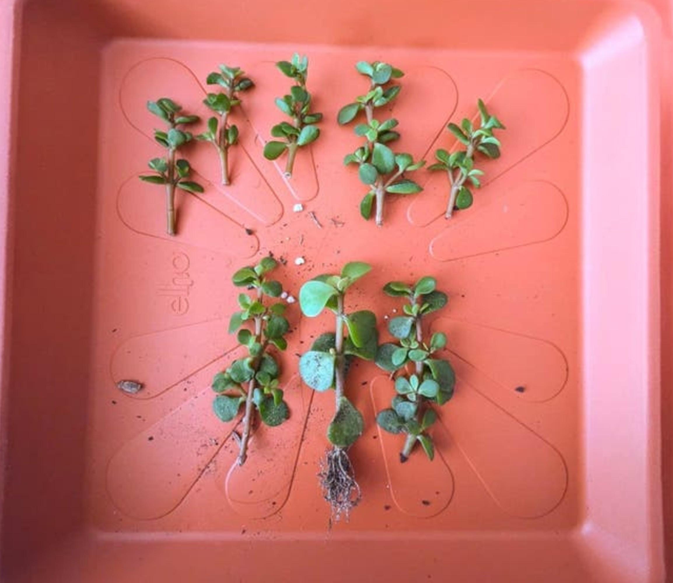 Portulacaria Afra Lilliput cutting