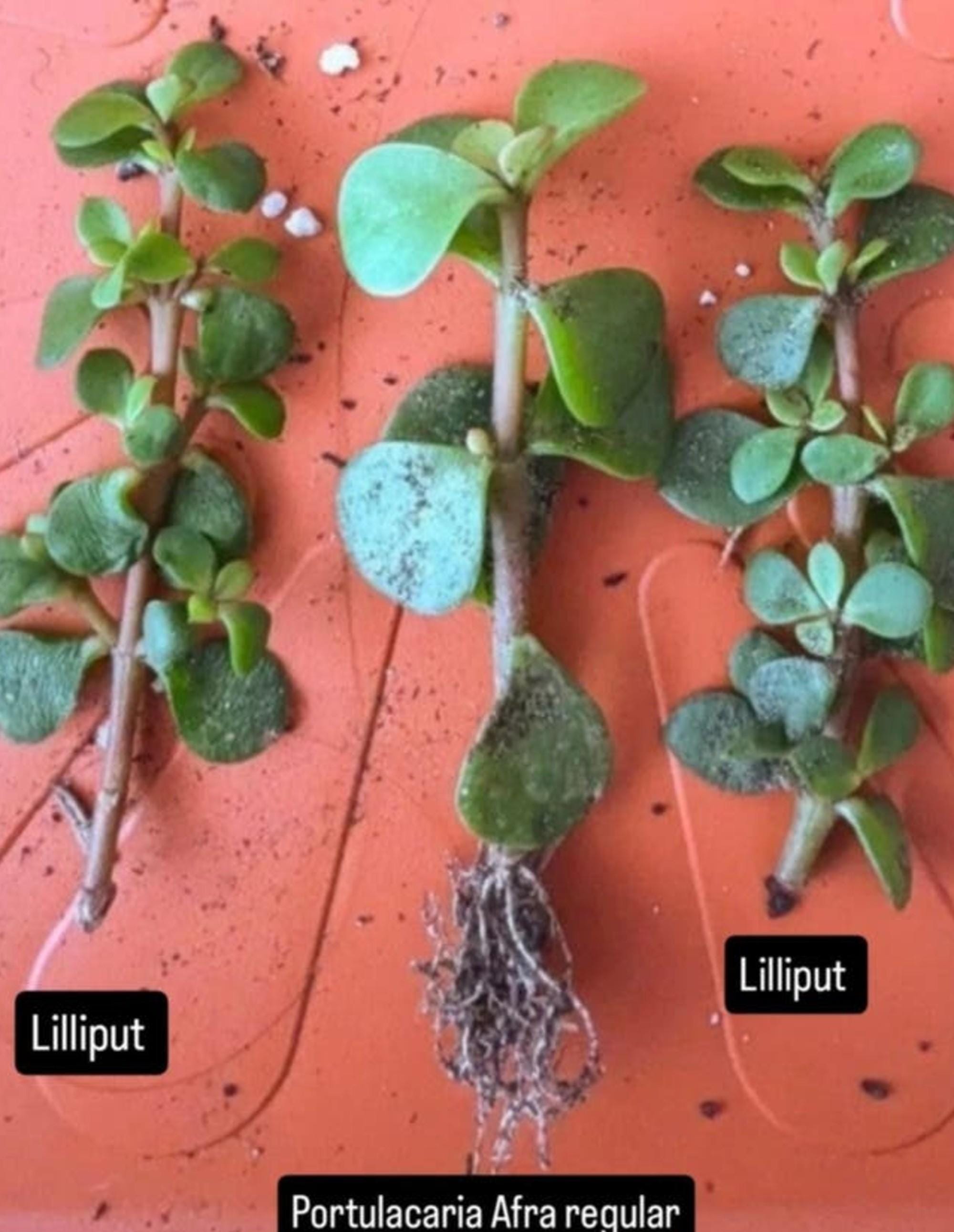 Portulacaria Afra Lilliput cutting