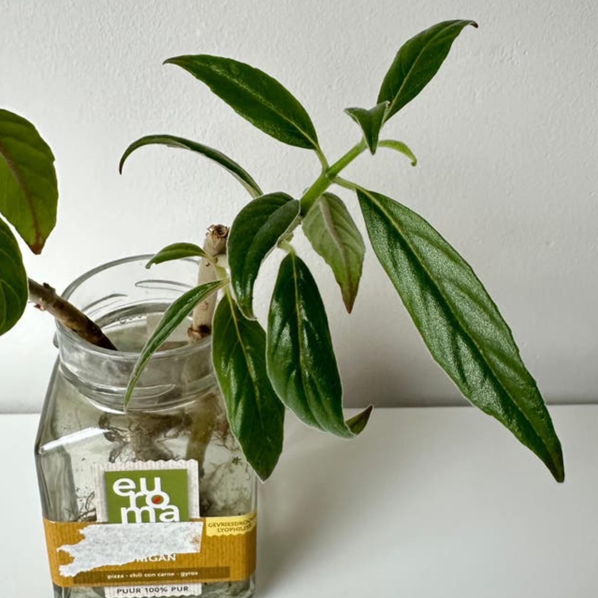 Columnea Schiedeana cutting